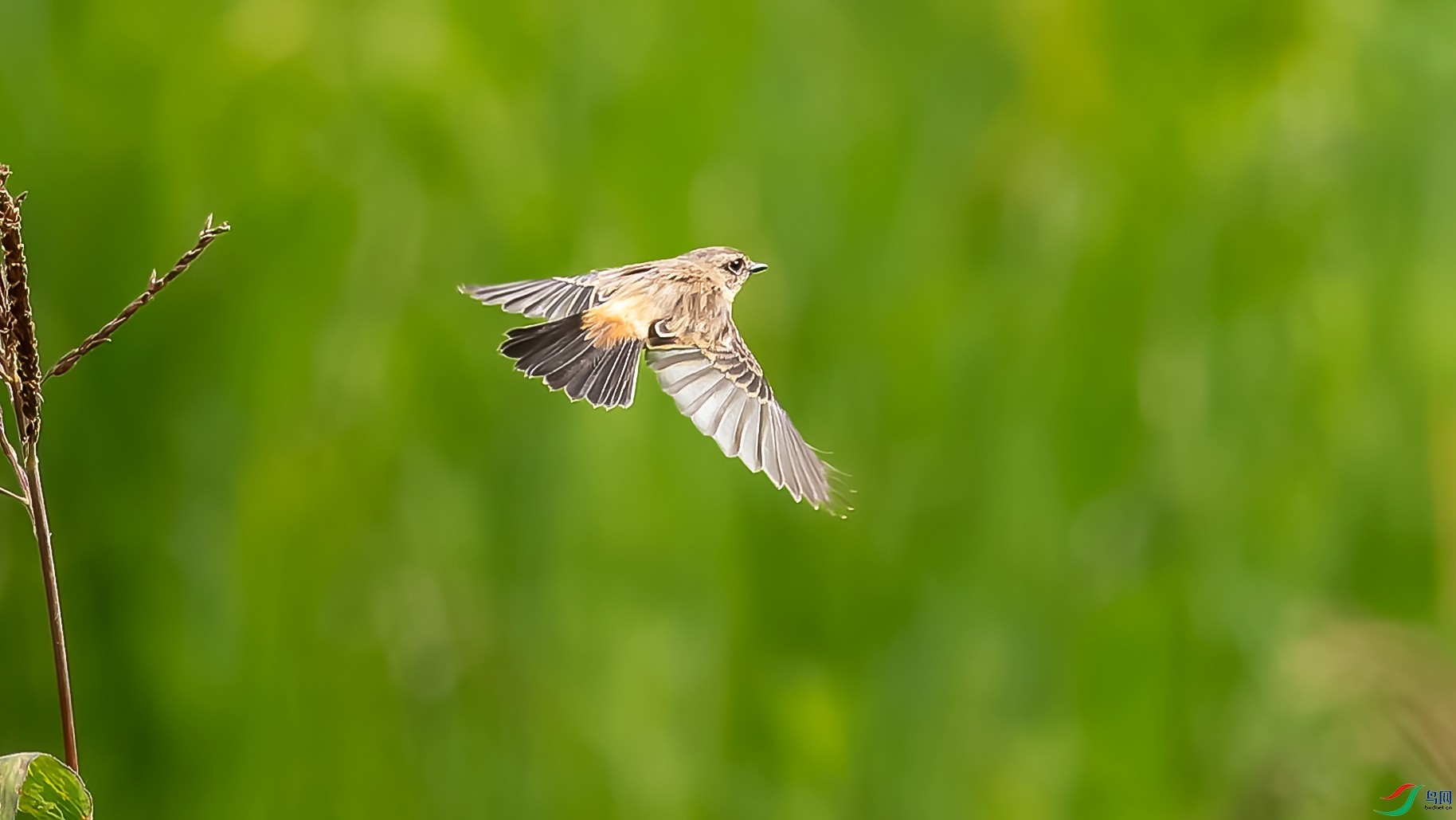 DxO_DeepPRIME__8225992-ORF_DxO_DeepPRIME ����.jpg