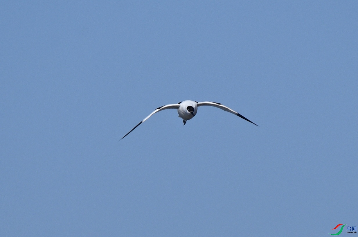DSC_9506.jpg