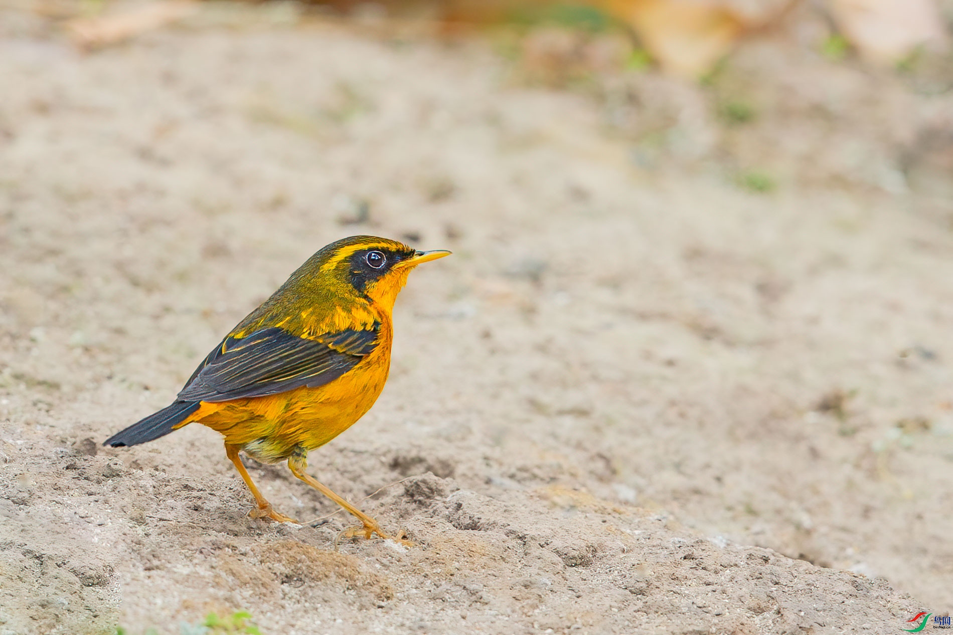 a_61267-1.jpg