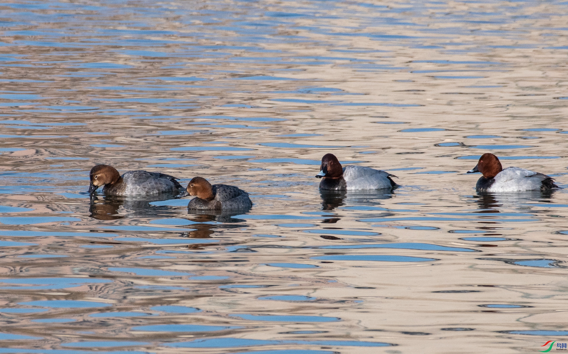 DSC_6046.jpg