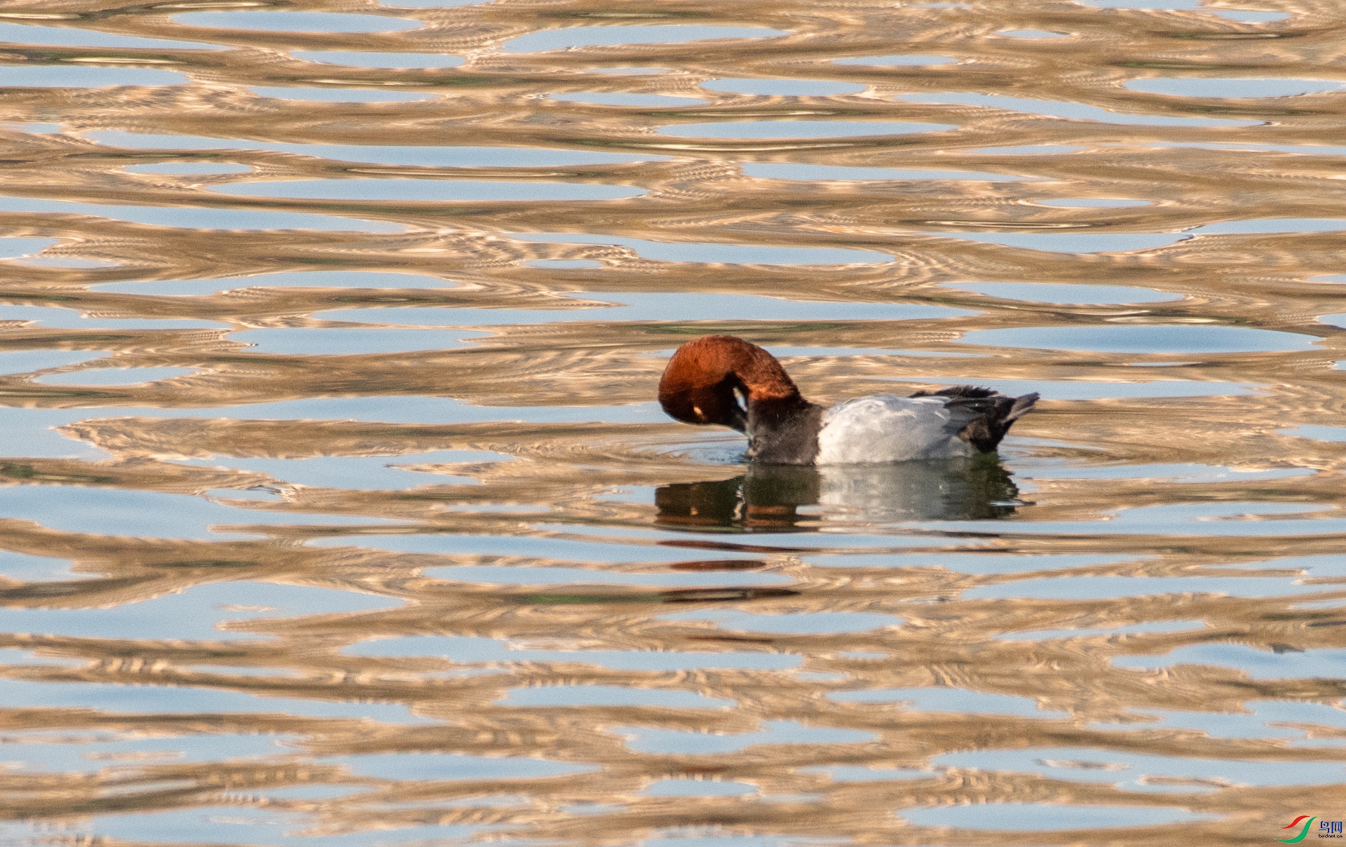 DSC_6105.jpg