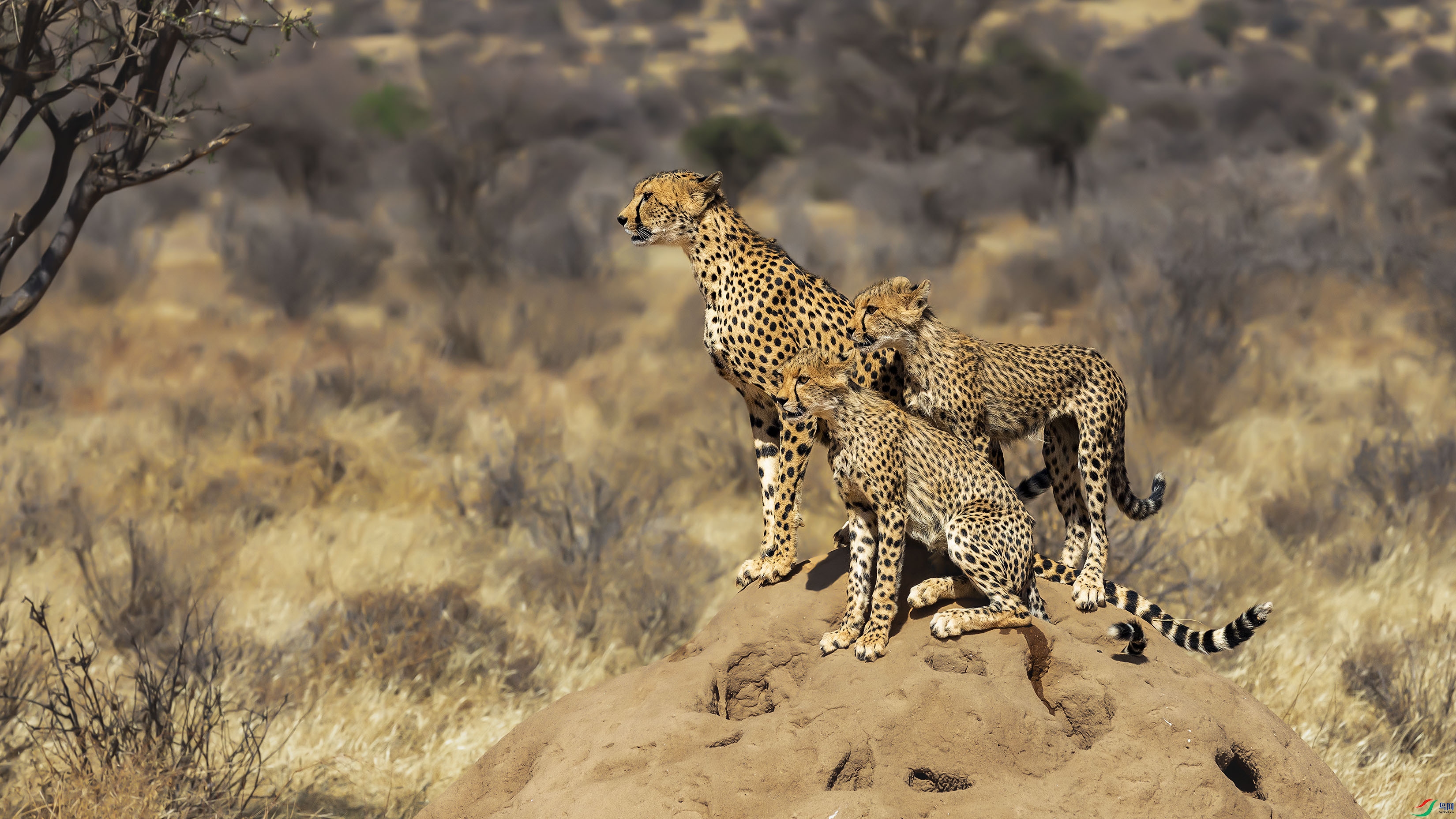 ��ֻ�Ա�������