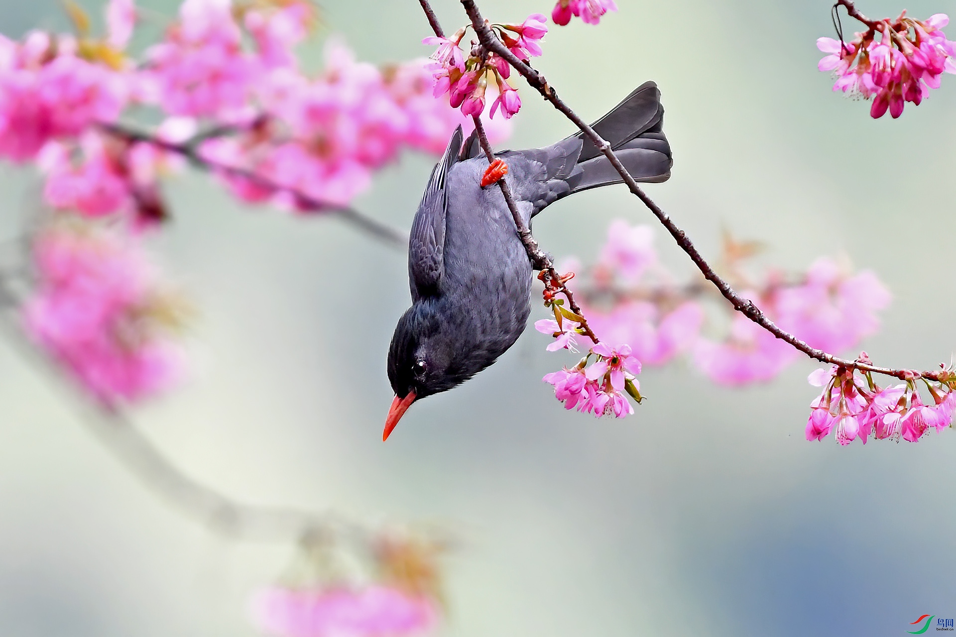 DSC_5555.jpgqqq.jpg