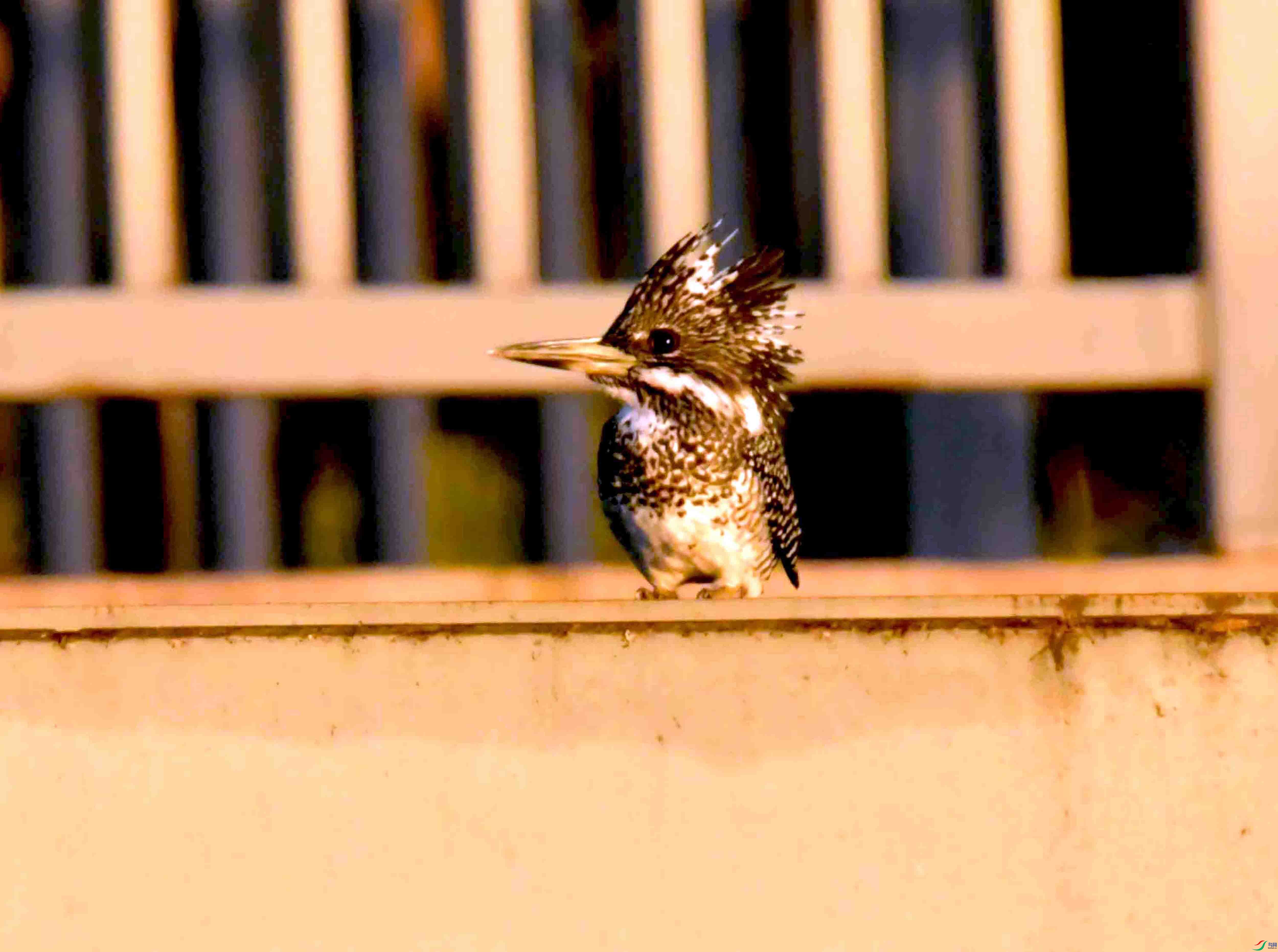 DSC_3291.JPG