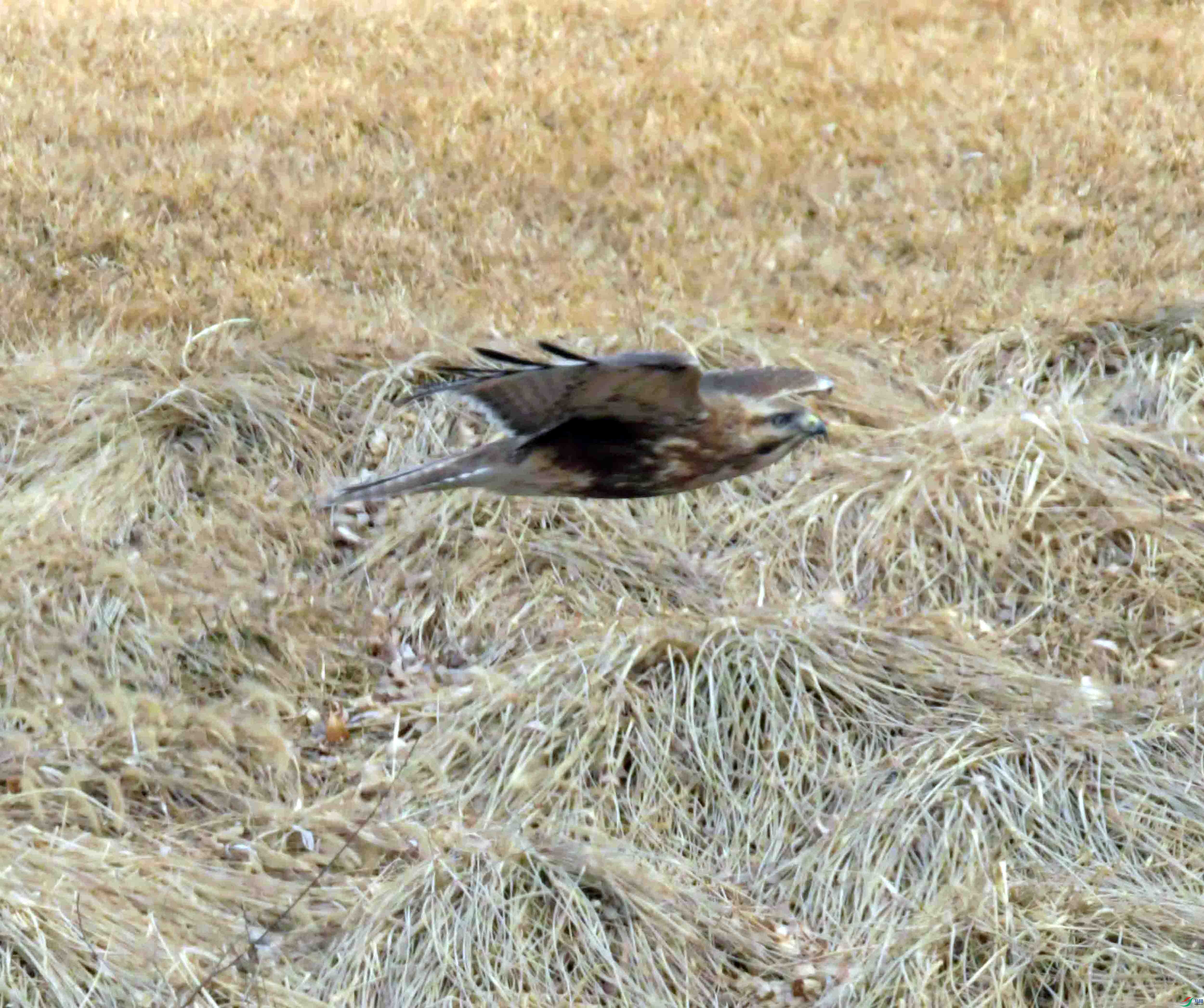 DSC_9933.JPG