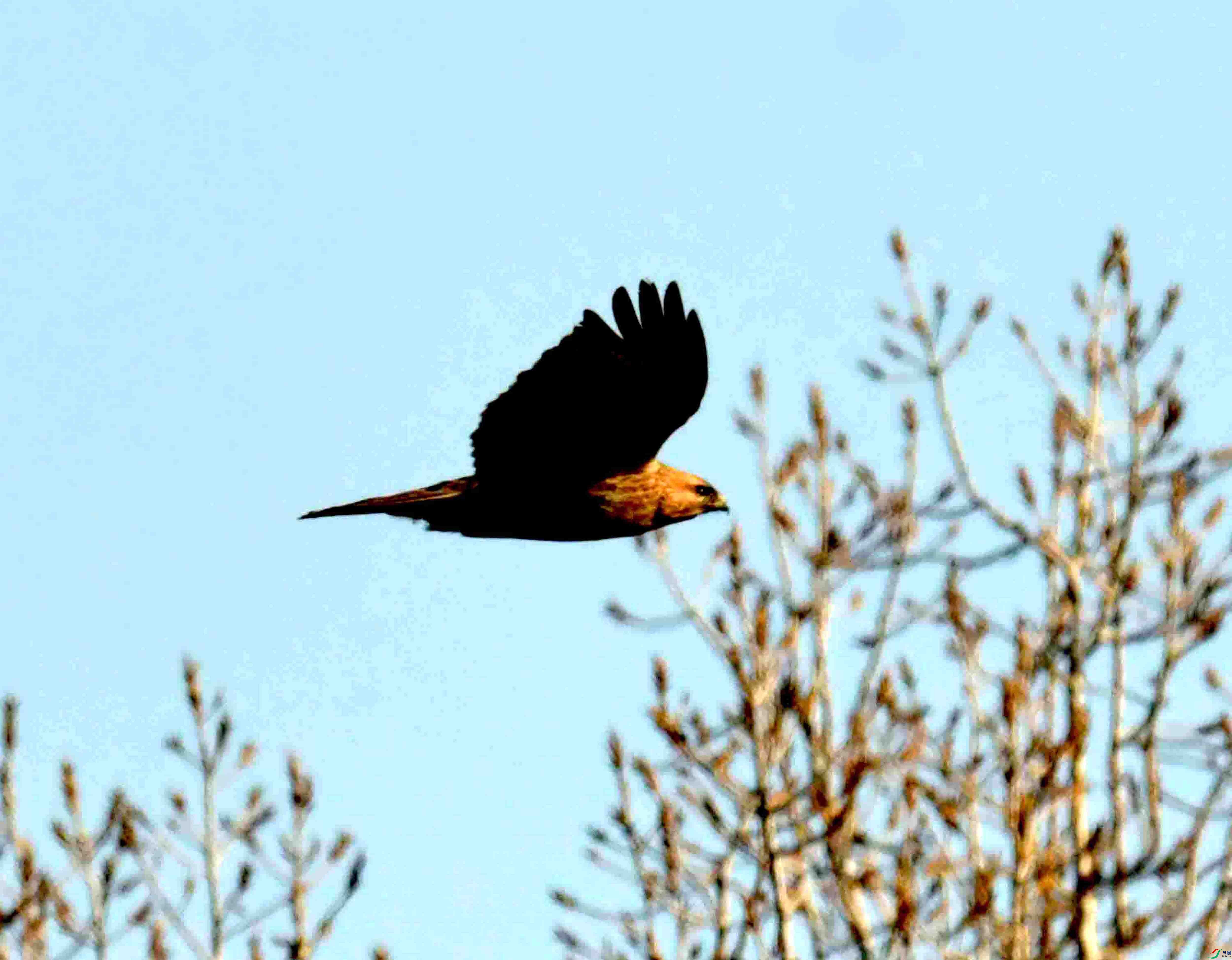 NIKON CORPORATION NIKON D500 -5568x3712-39181568.jpg