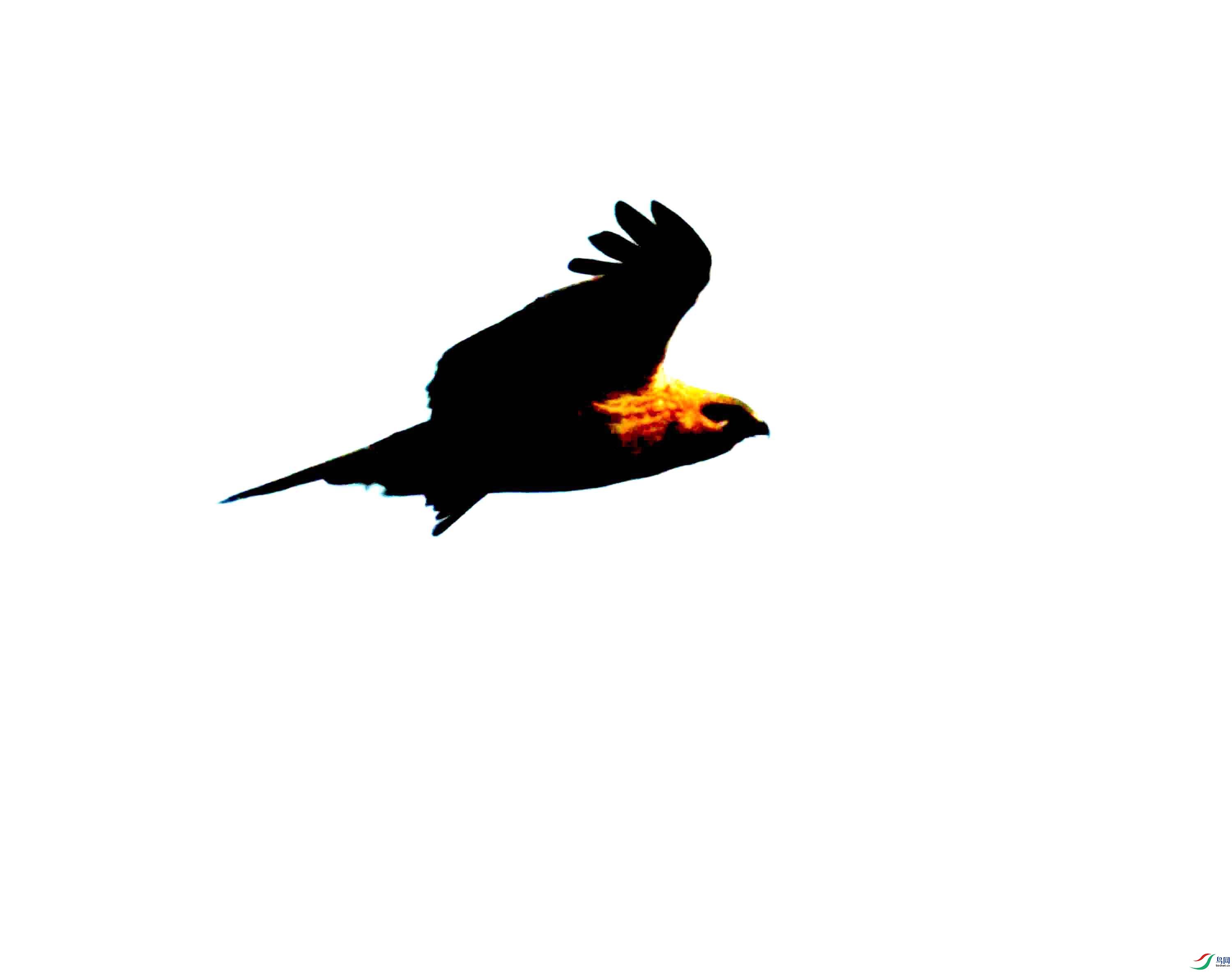 NIKON CORPORATION NIKON D500 -5568x3712-39288640.JPEG