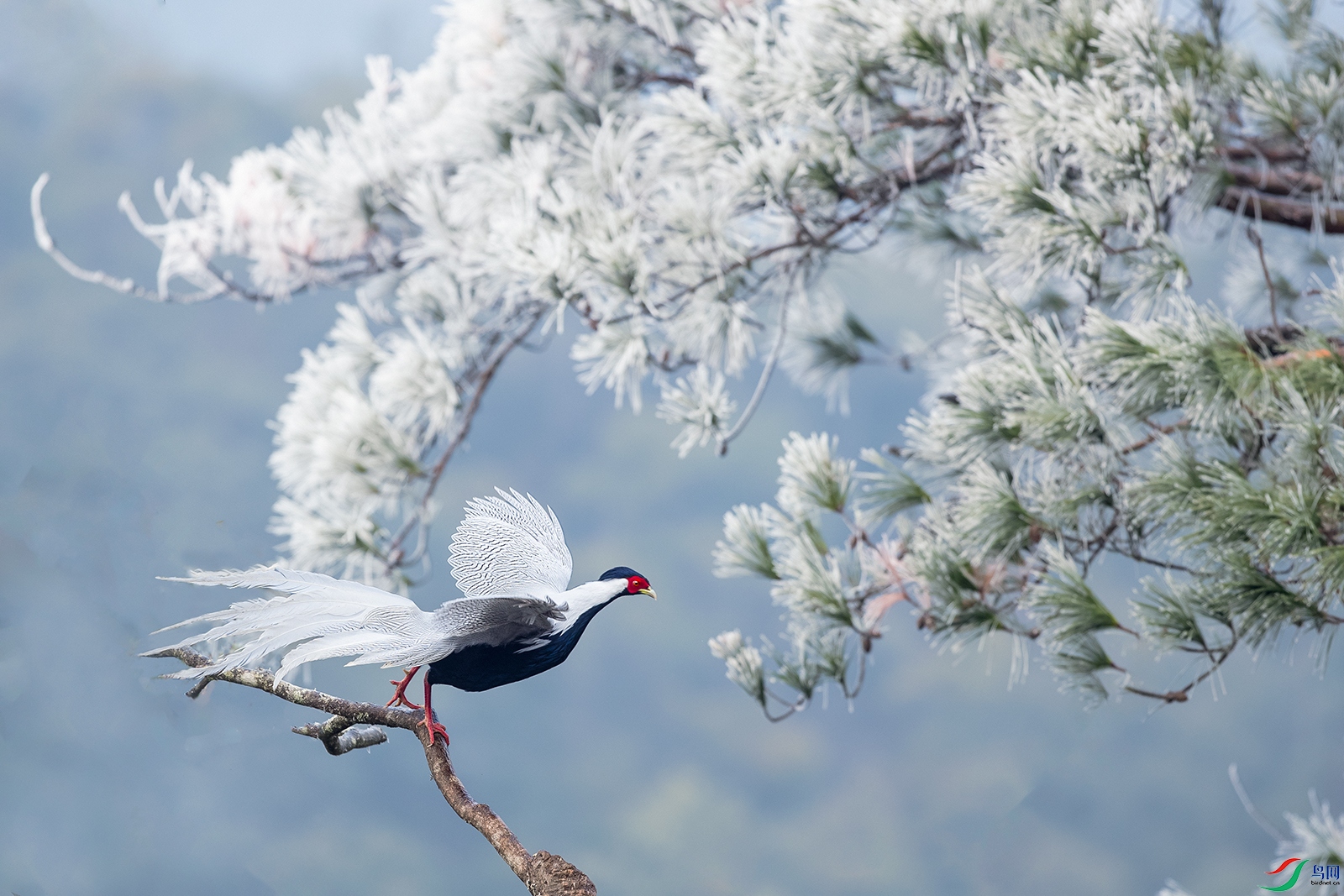 ����----ѩѹ��������Ȼ