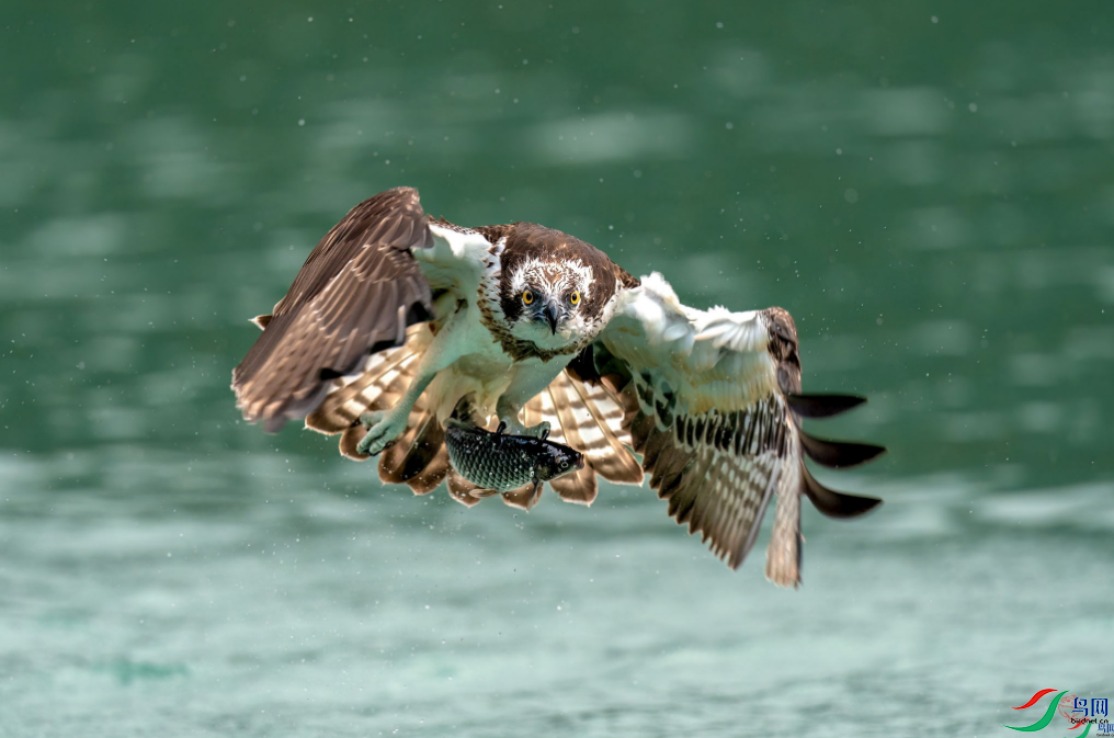 �{���� ӭ�棨��ҳ������9.4.png