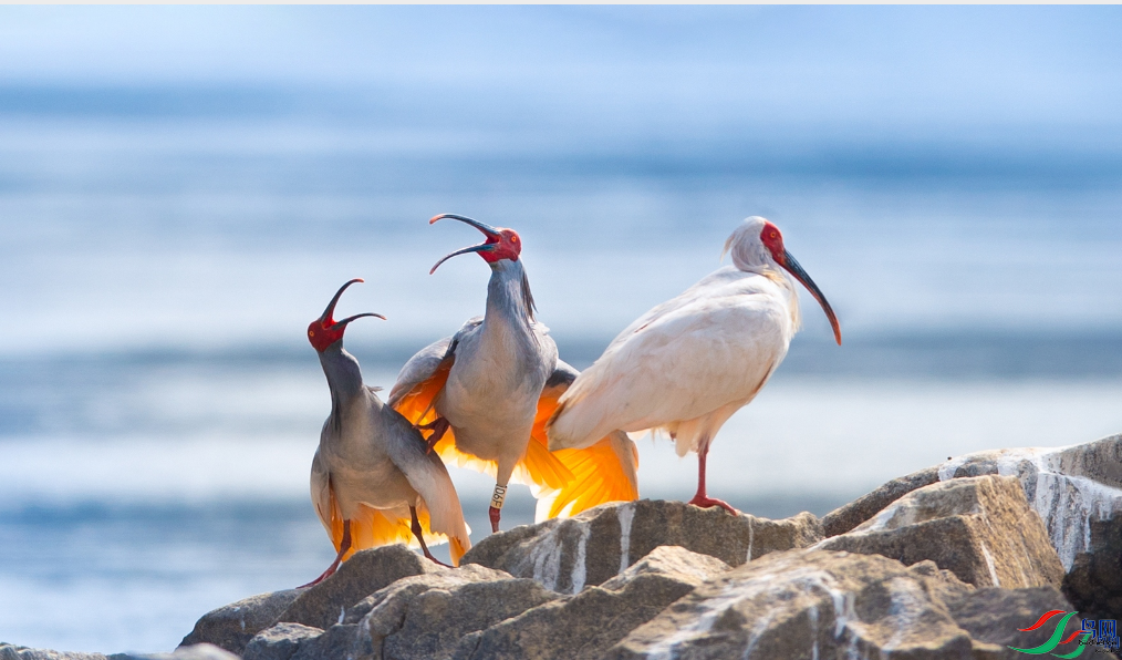 ���ִ�Į���� ���ܣ�ÿ�ռ�����9.7.png