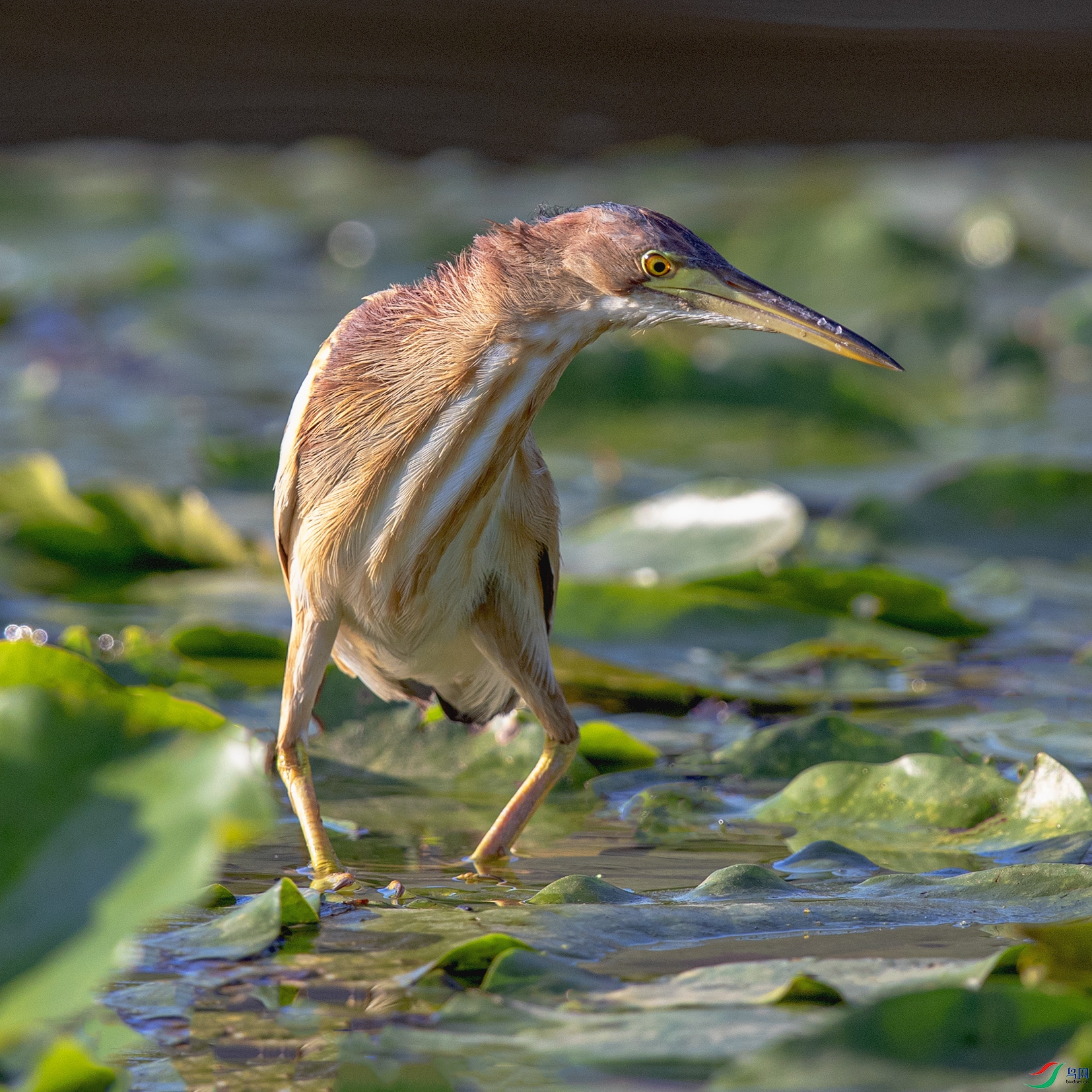 _90I4754 ����.jpg