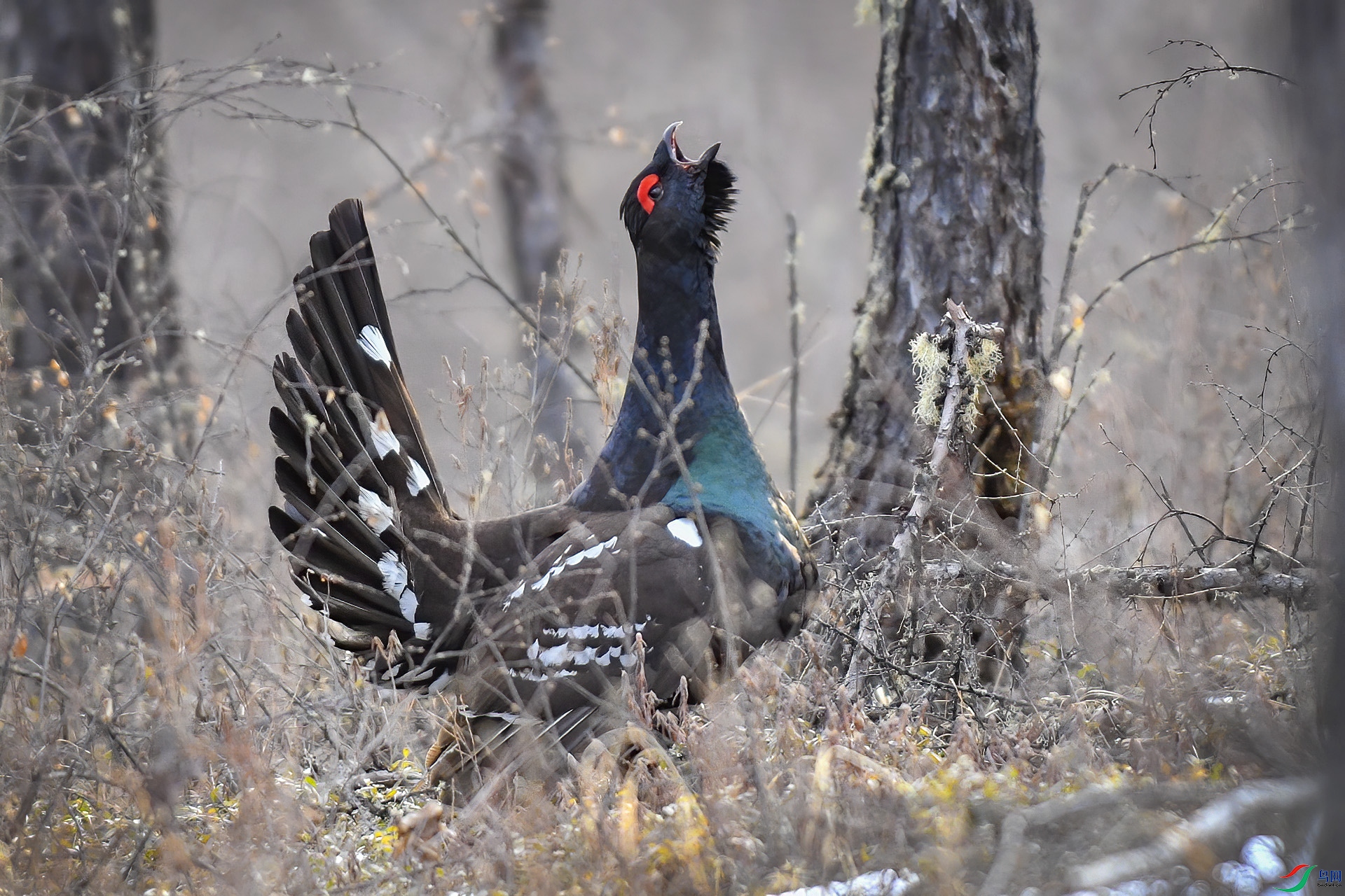 DSC_57xx79.jpg