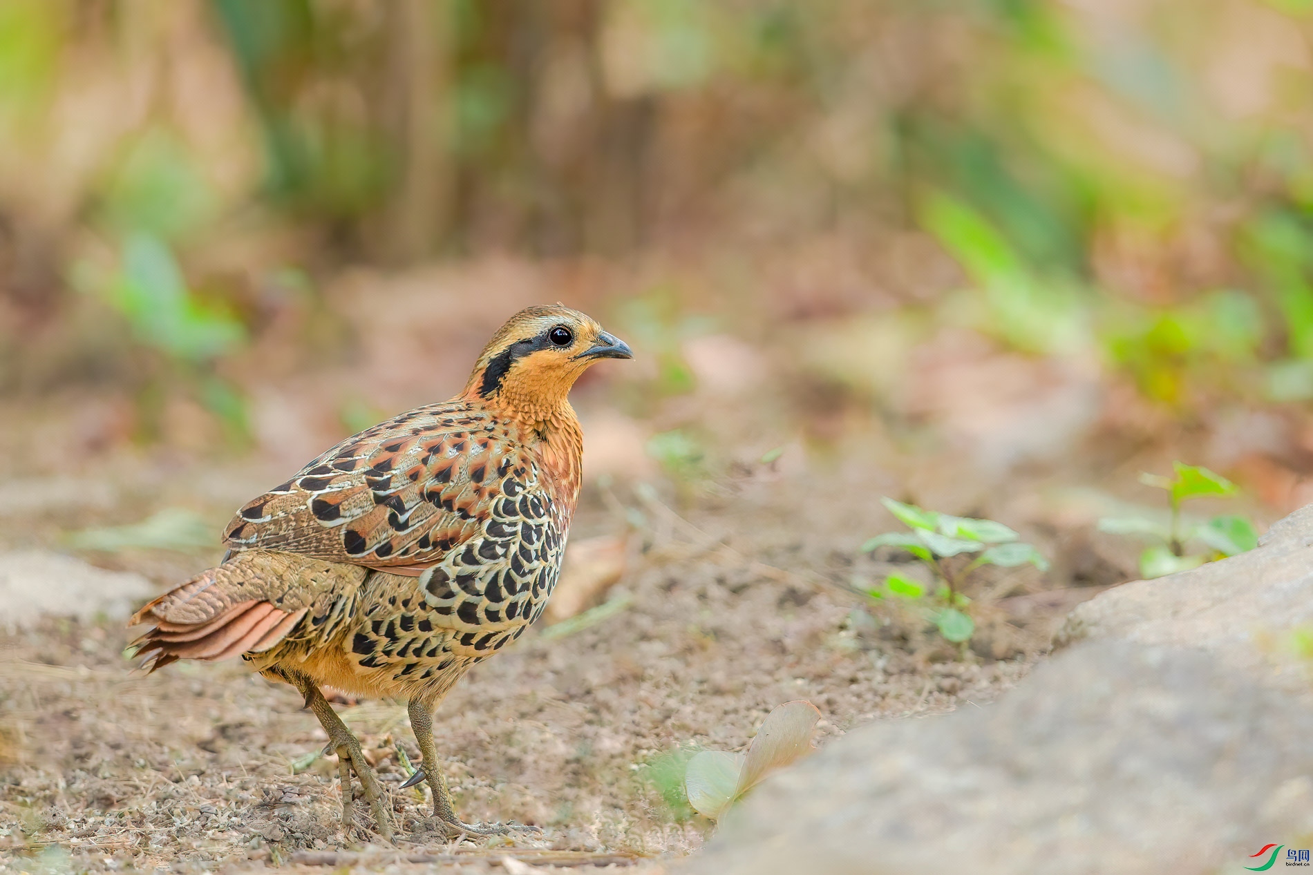 a_61244-1.jpg