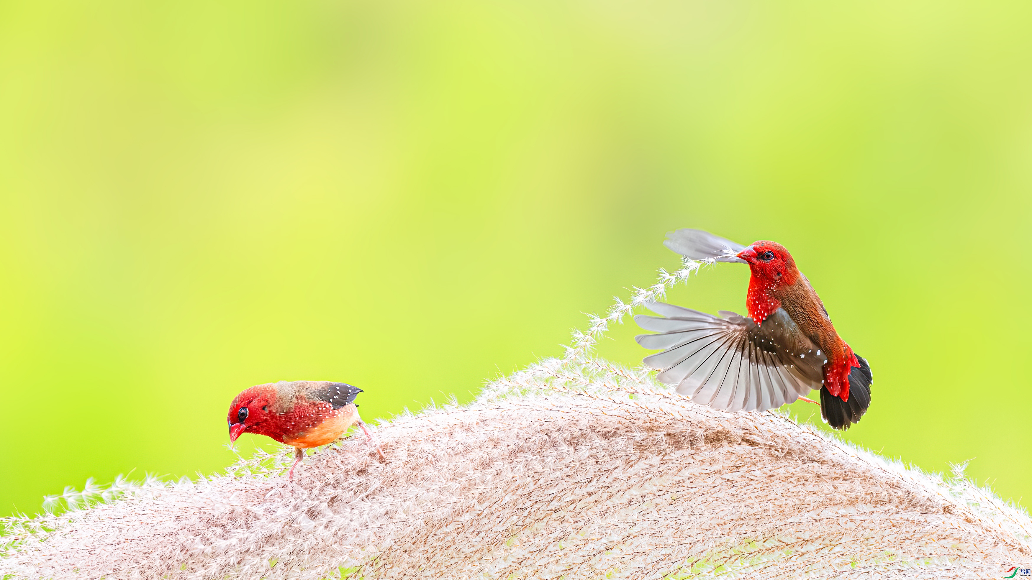 ����Ļ�ȸ��2��