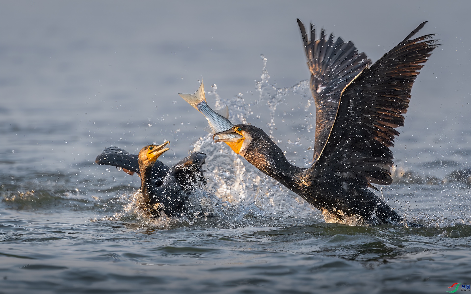 DSC_6138-����ǿ-NR ����.jpg