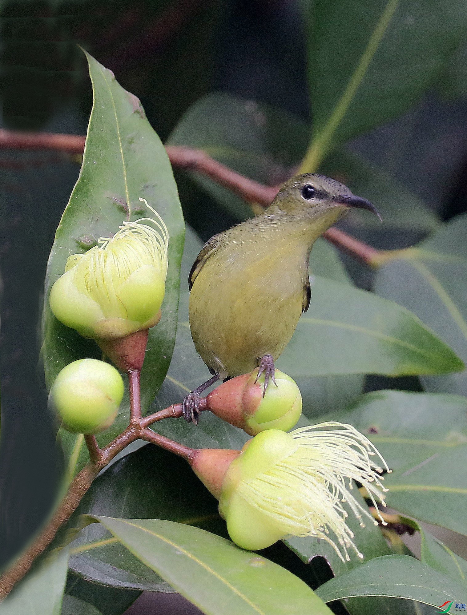 ������צ