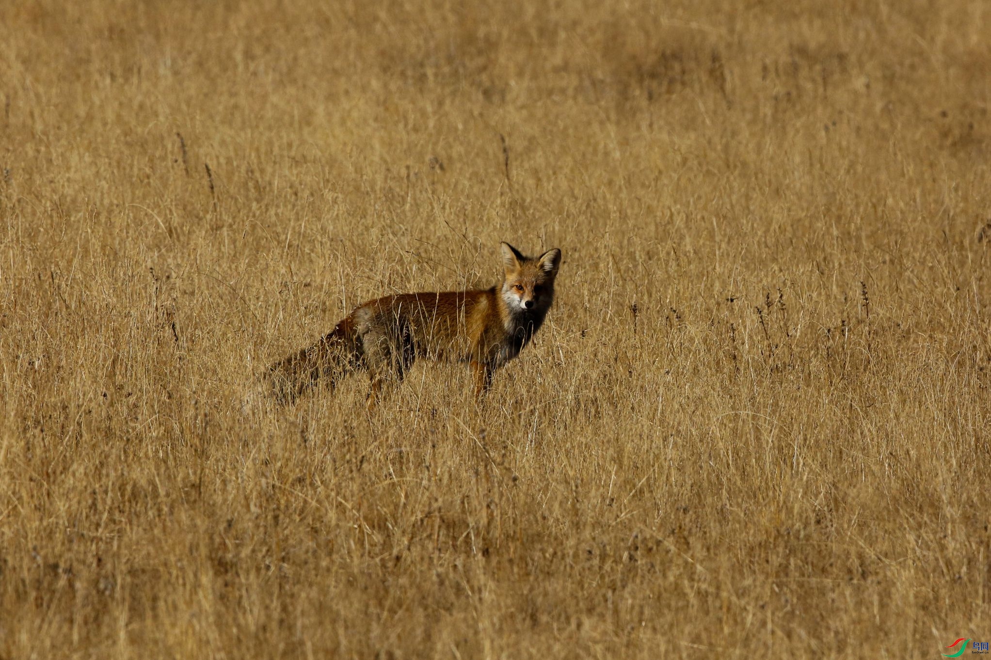 _39A7926 - ����.JPG