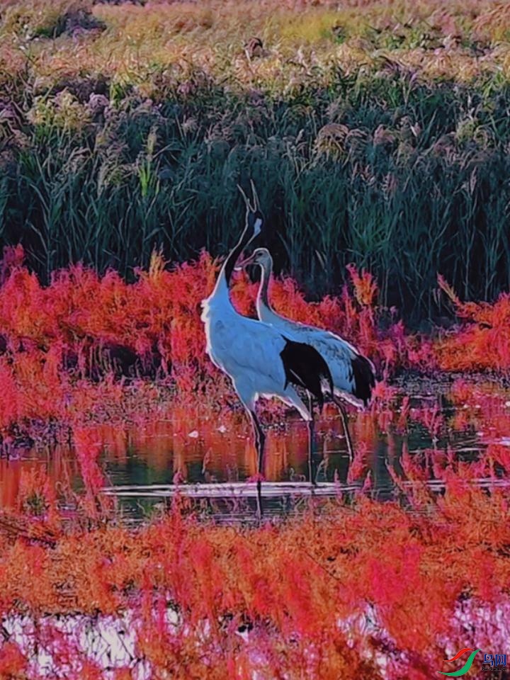 �����Ÿ�