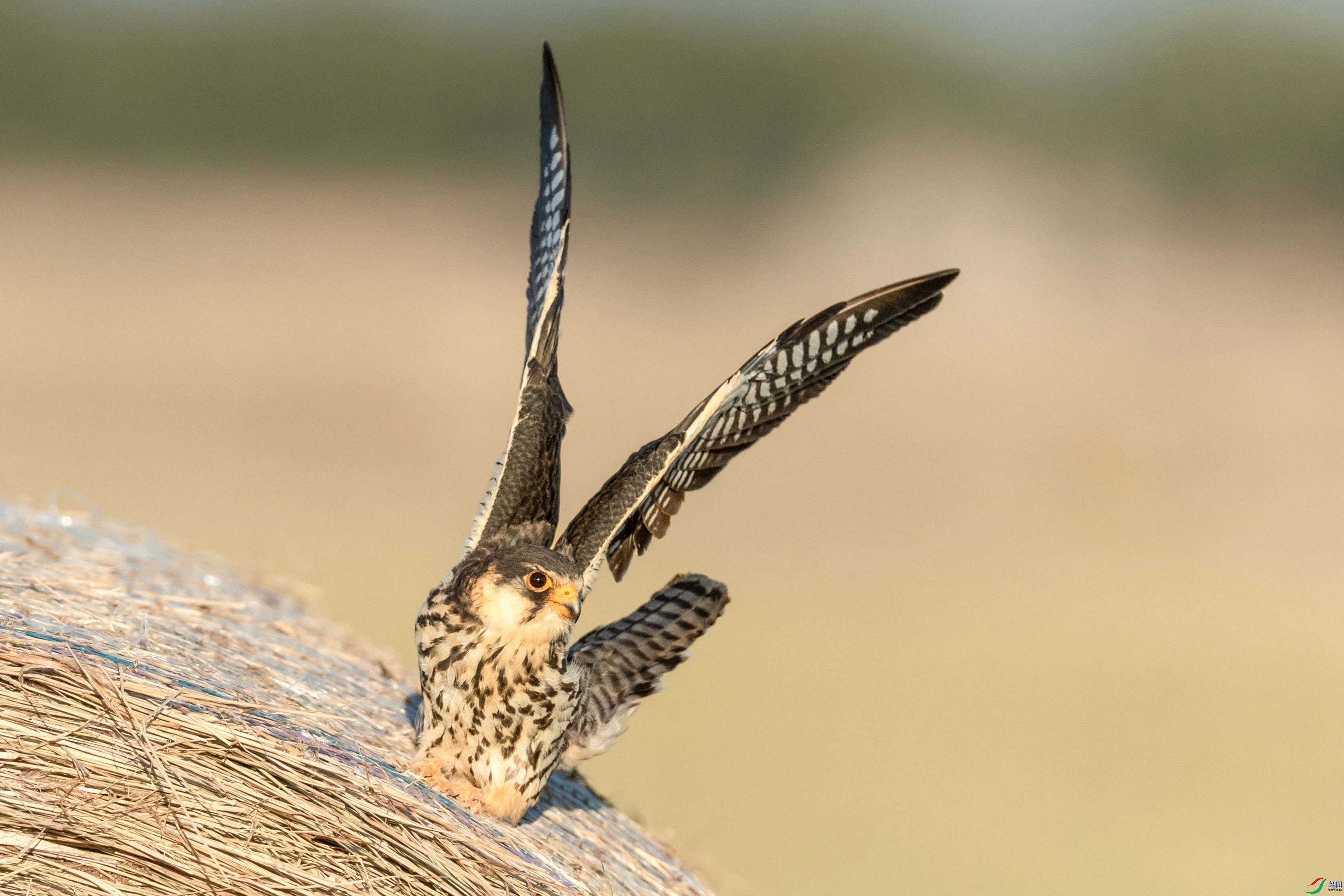 BP2I6048 ���� 7.jpg