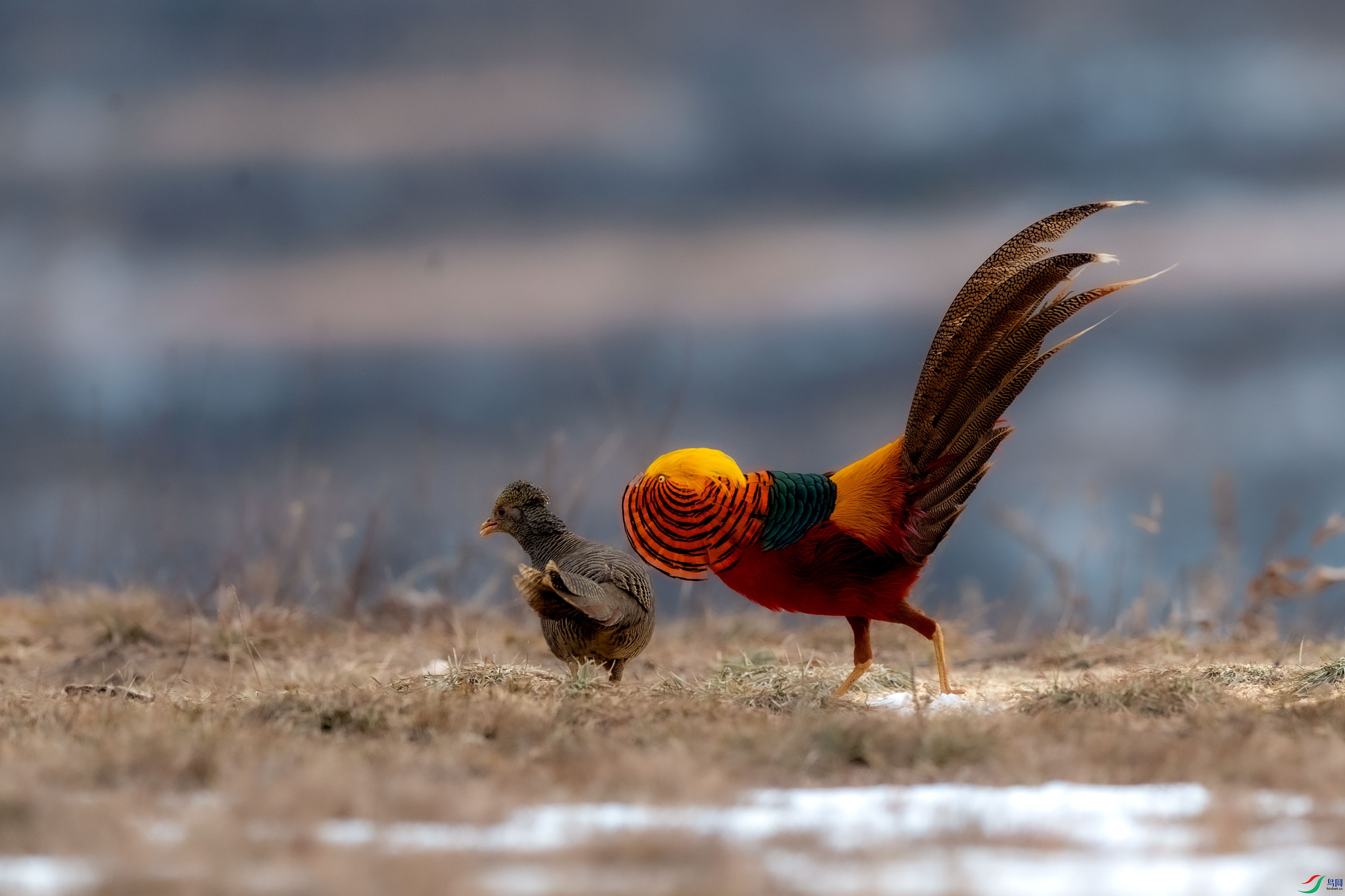 AAE_7730---����.jpg