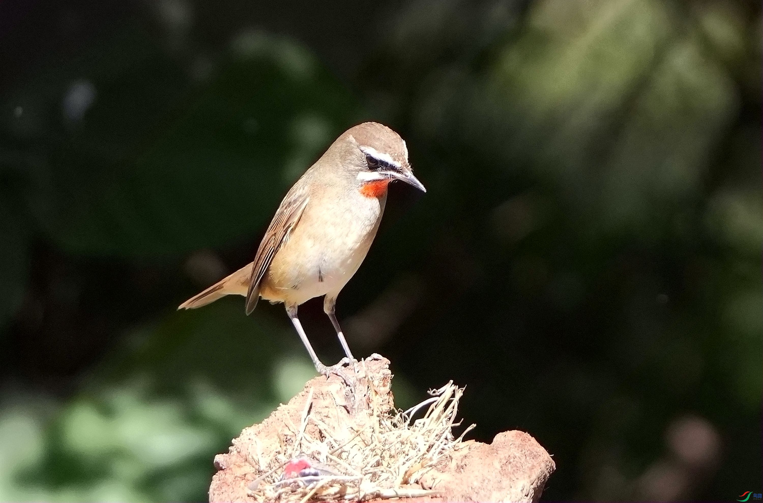 ��עĿ��DSC02309_����.jpg
