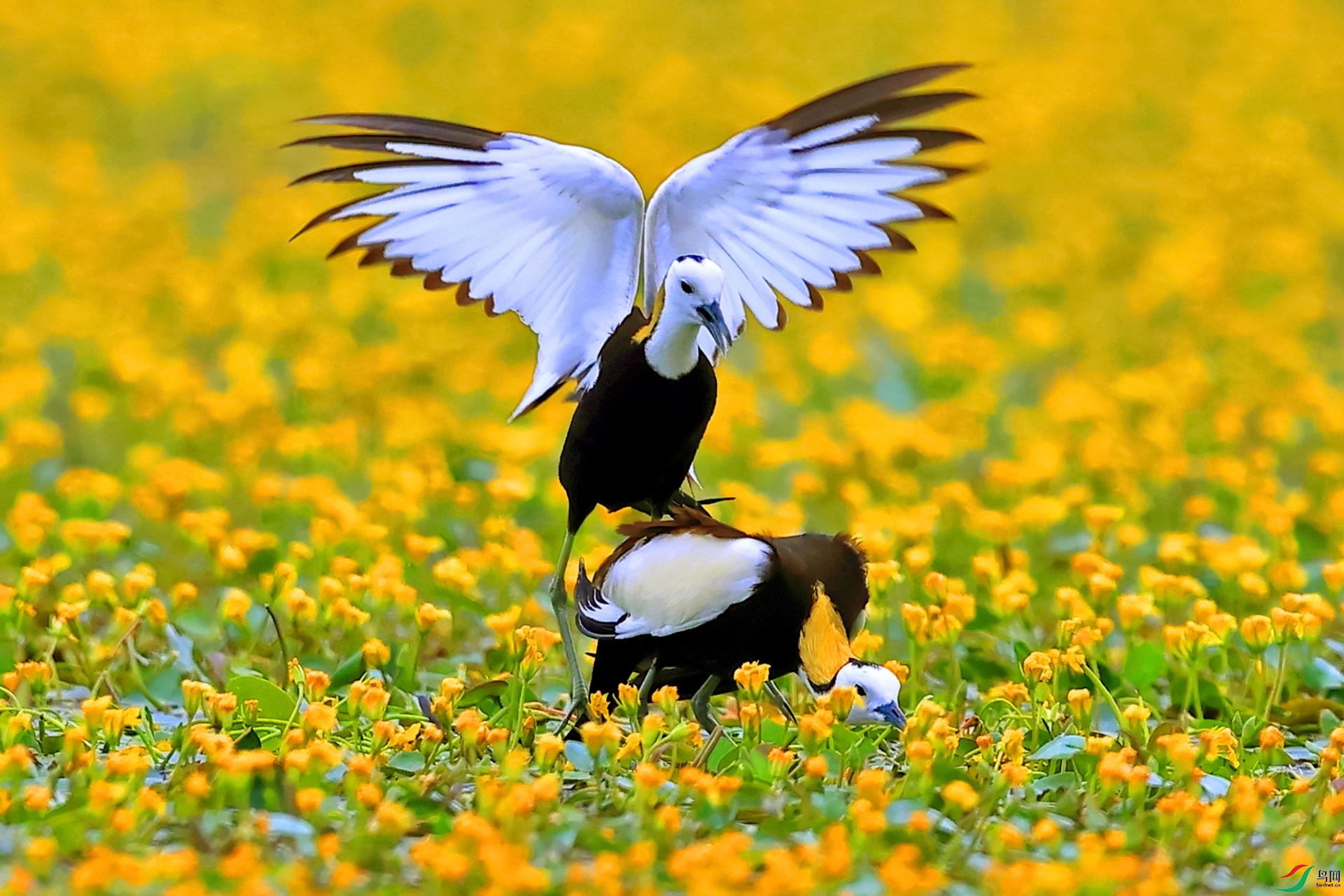 ˮ��371 ˮ��֮��.jpg