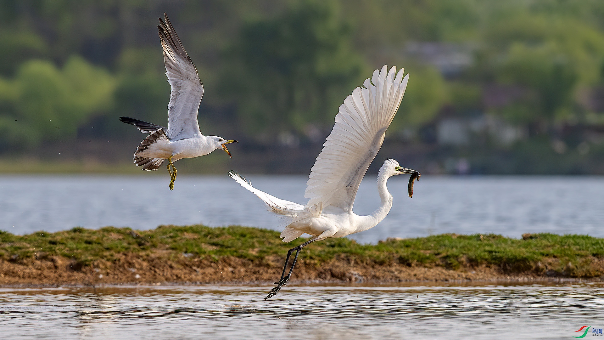 DSC_9nn941.jpg