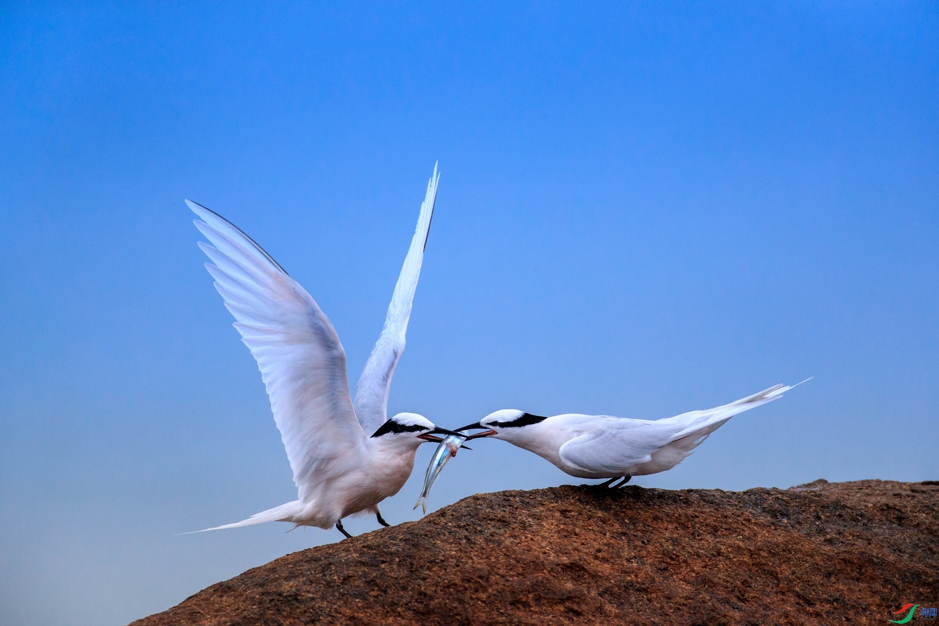 9.18Z**��ʦ��Ʒ   ���ﰮ��   �ٻ�2023��9��18����ҳ����.jpg