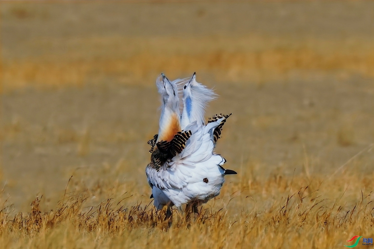 9.18��ƽ��ʦ��Ʒ   �����   �ٻ�2023��9��18����ҳ����.jpg