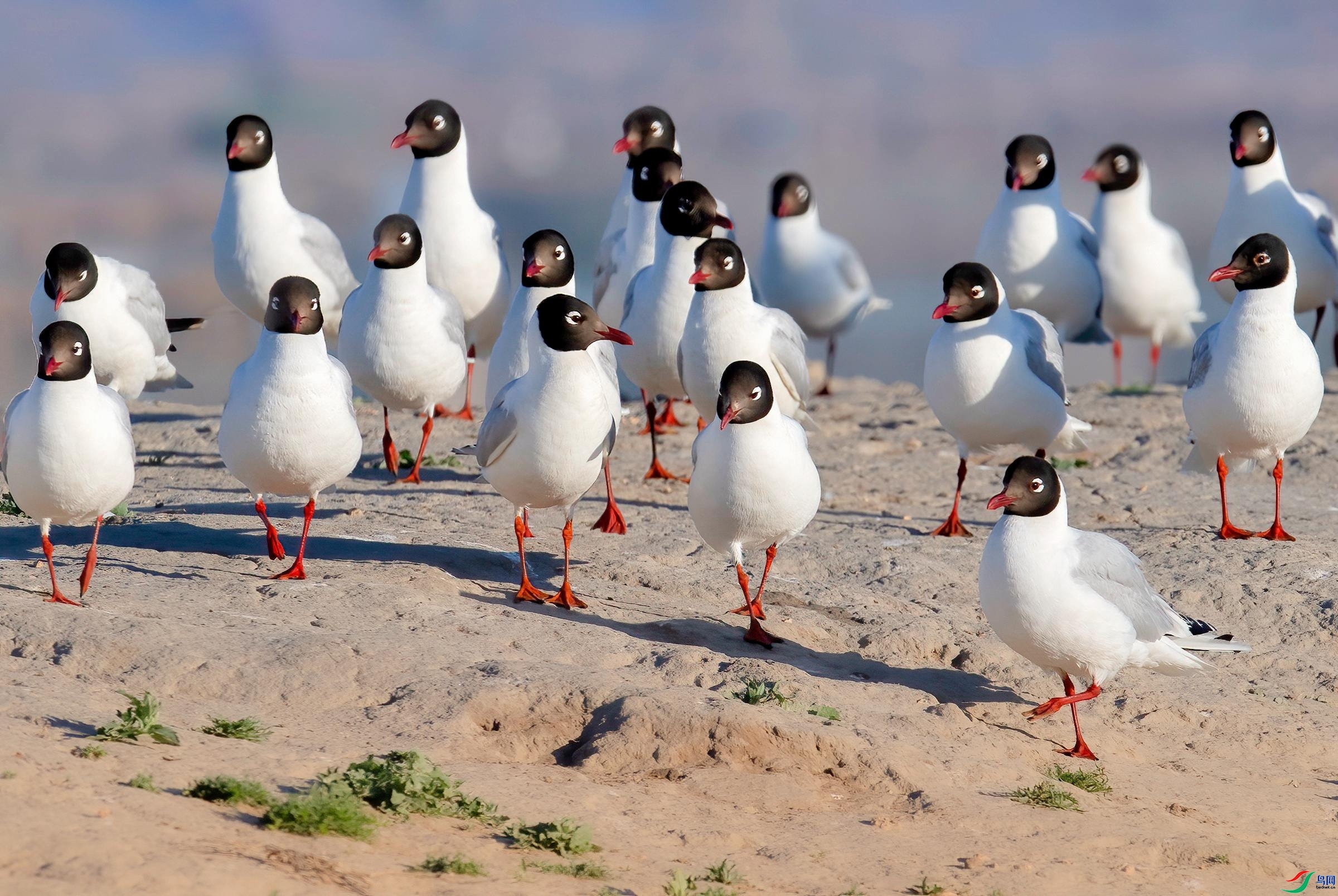 9.21����������ʦ��Ʒ   ��Ӱ   �ٻ�2023��9��21����ҳ����.jpg