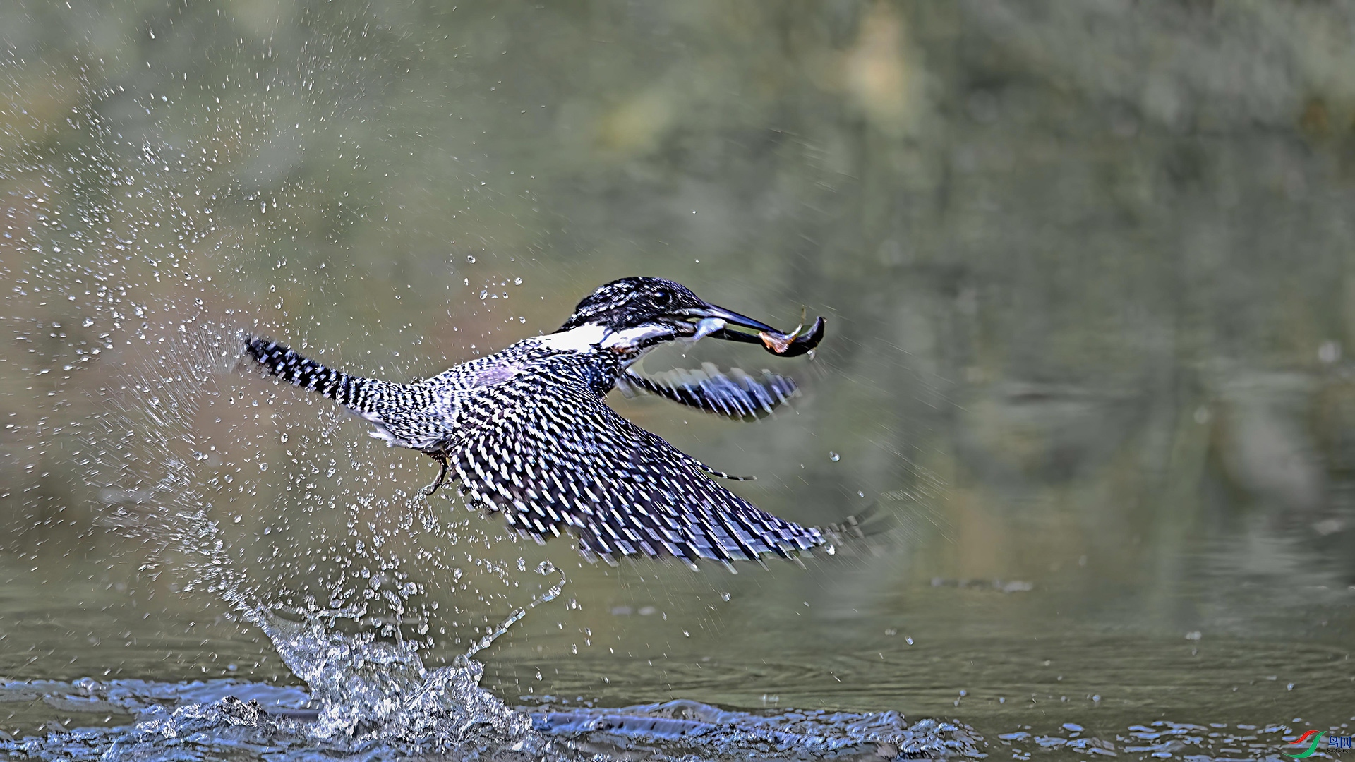 DSC_8630����.jpg2-DeNoiseAI-standard ����.jpg