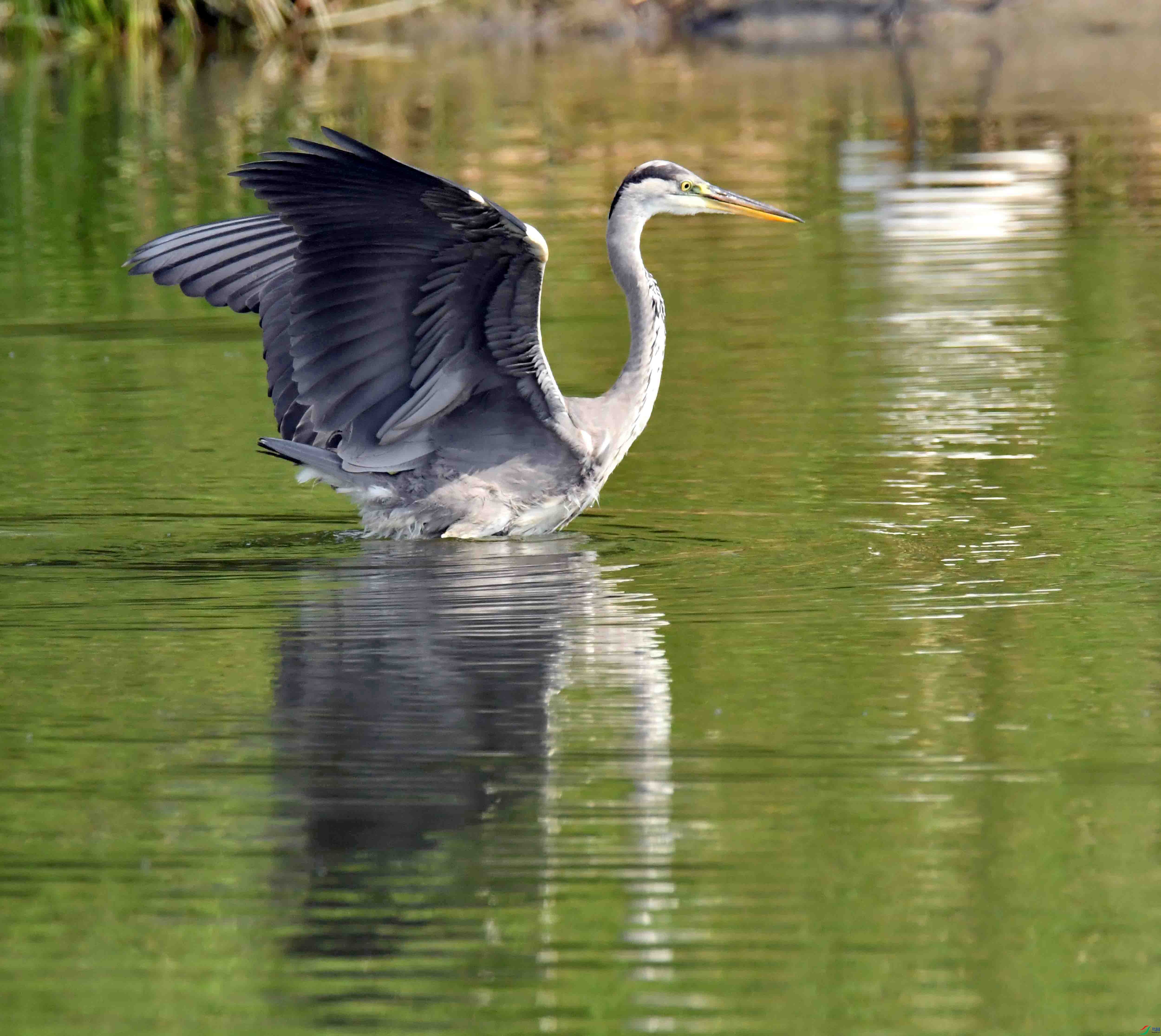 DSC_0367.JPG