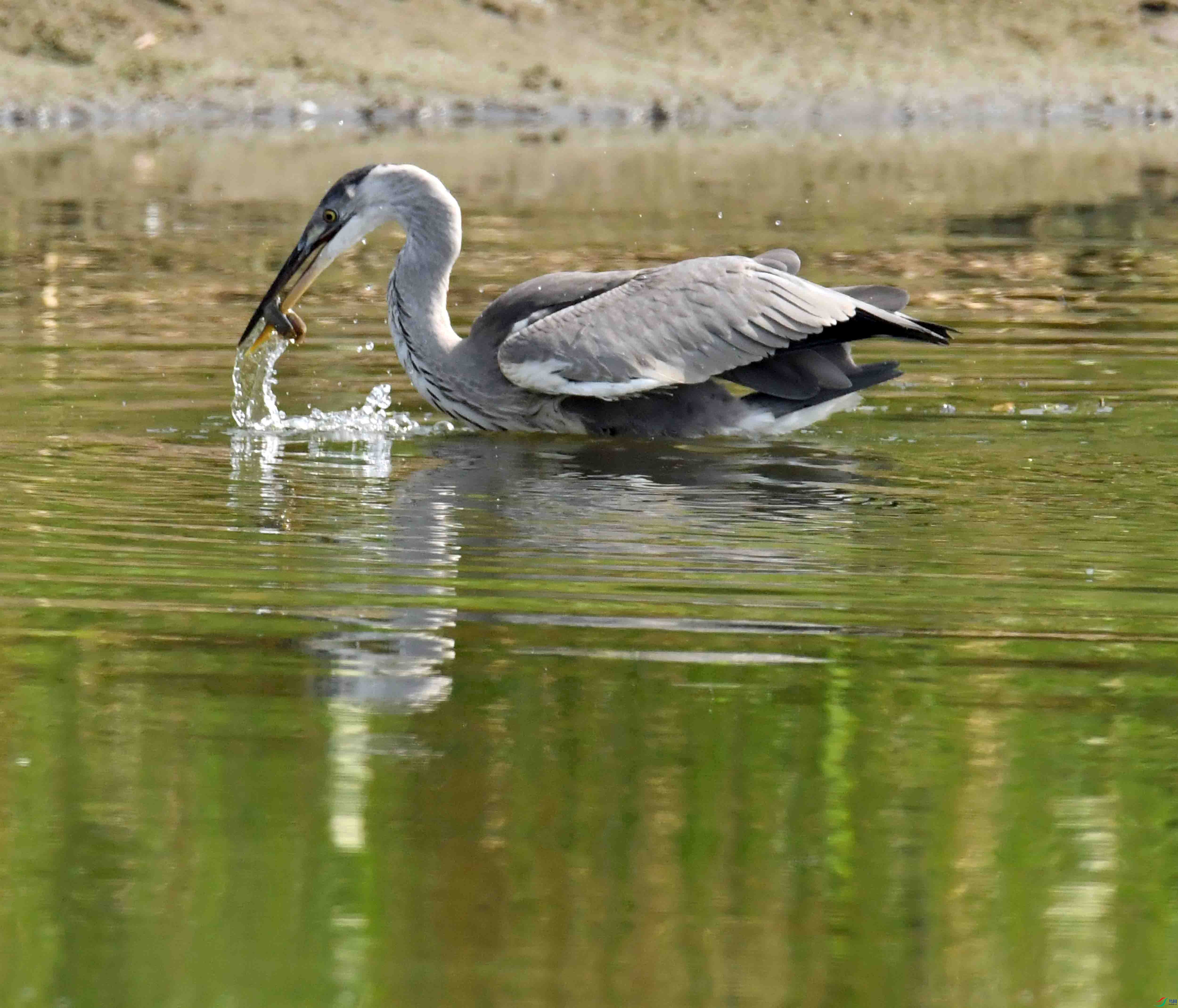 DSC_0368.JPG