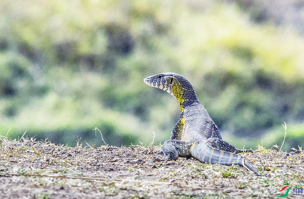 DSC_7452.jpg