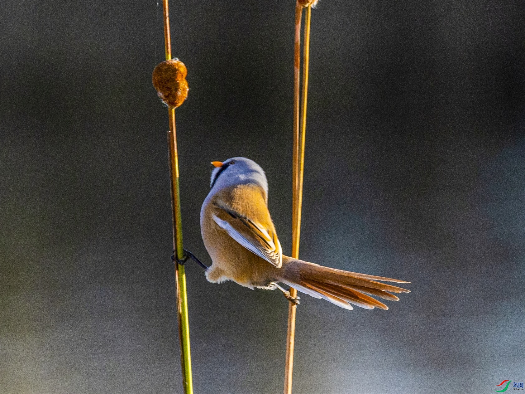 1K3A9300 ����1.jpg