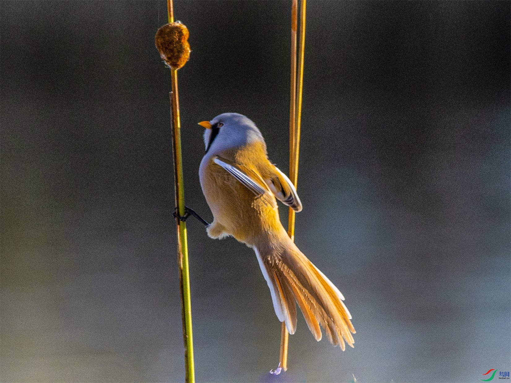 1K3A9299 ����1.jpg