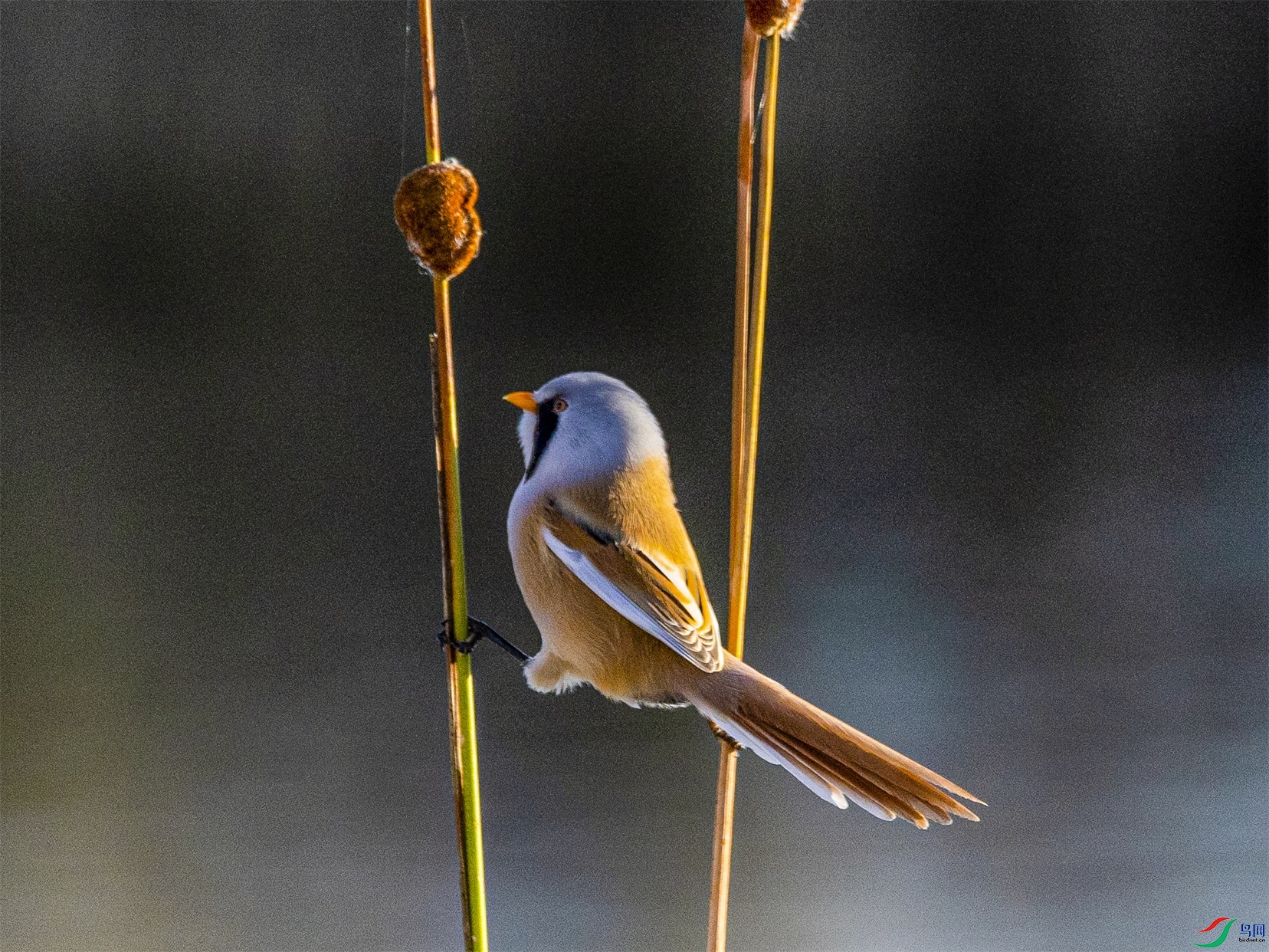 1K3A9298 ����(1).jpg