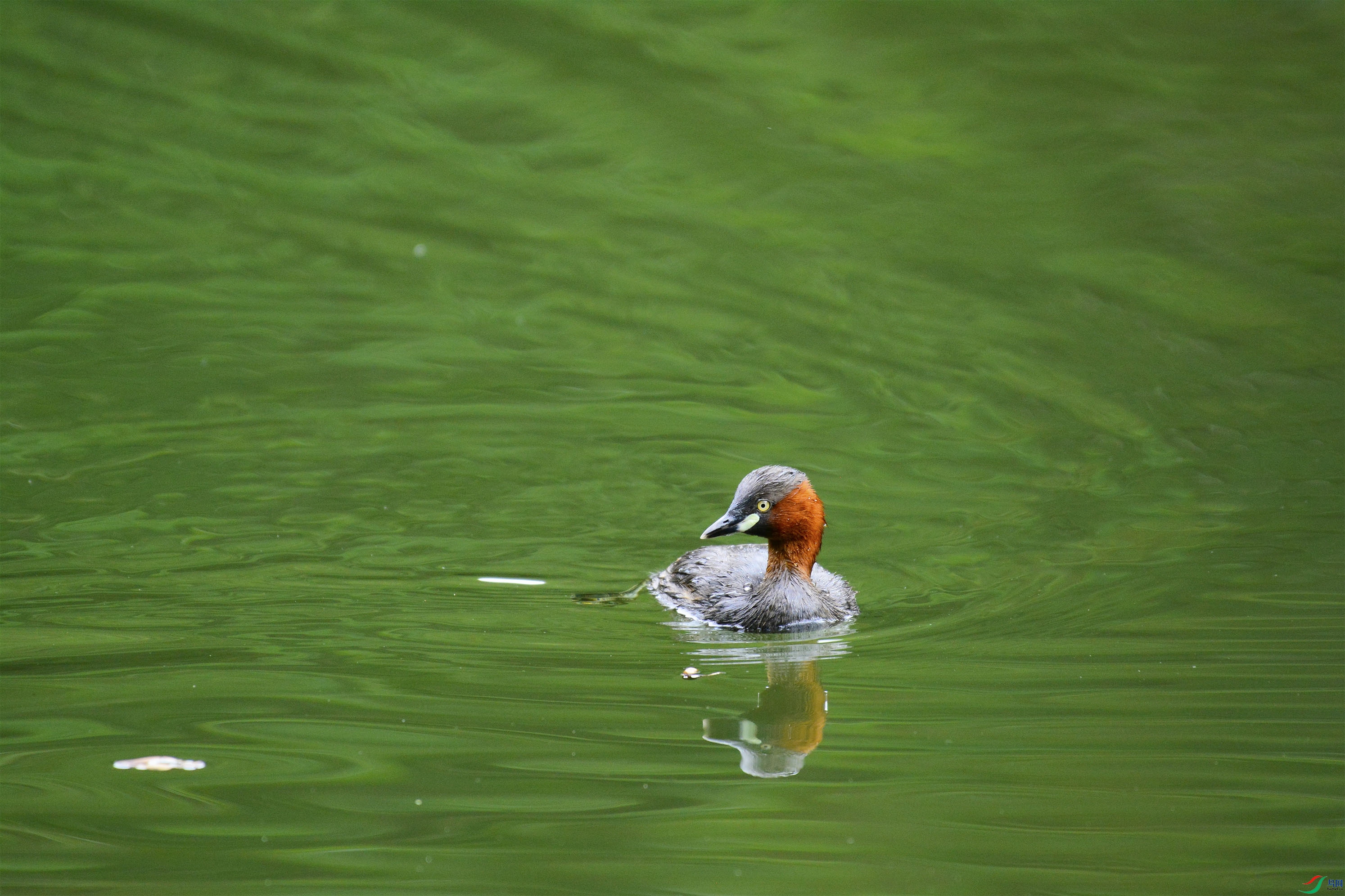 ��Ӿ����