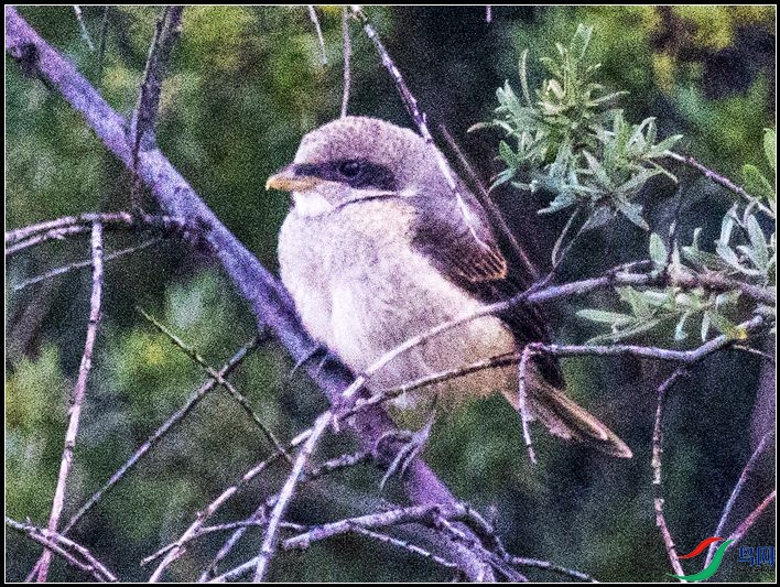 �ұ�����