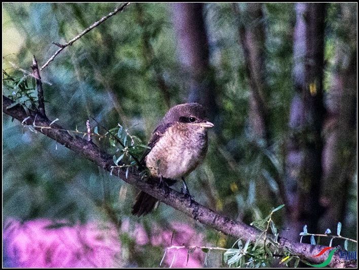 �ұ�����