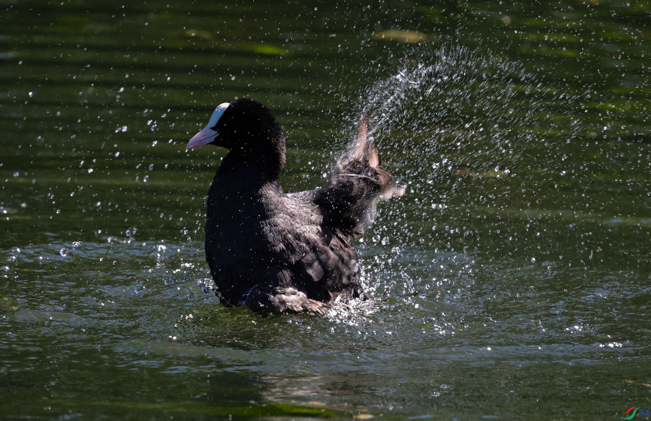 7X5A7064 - ����.JPG