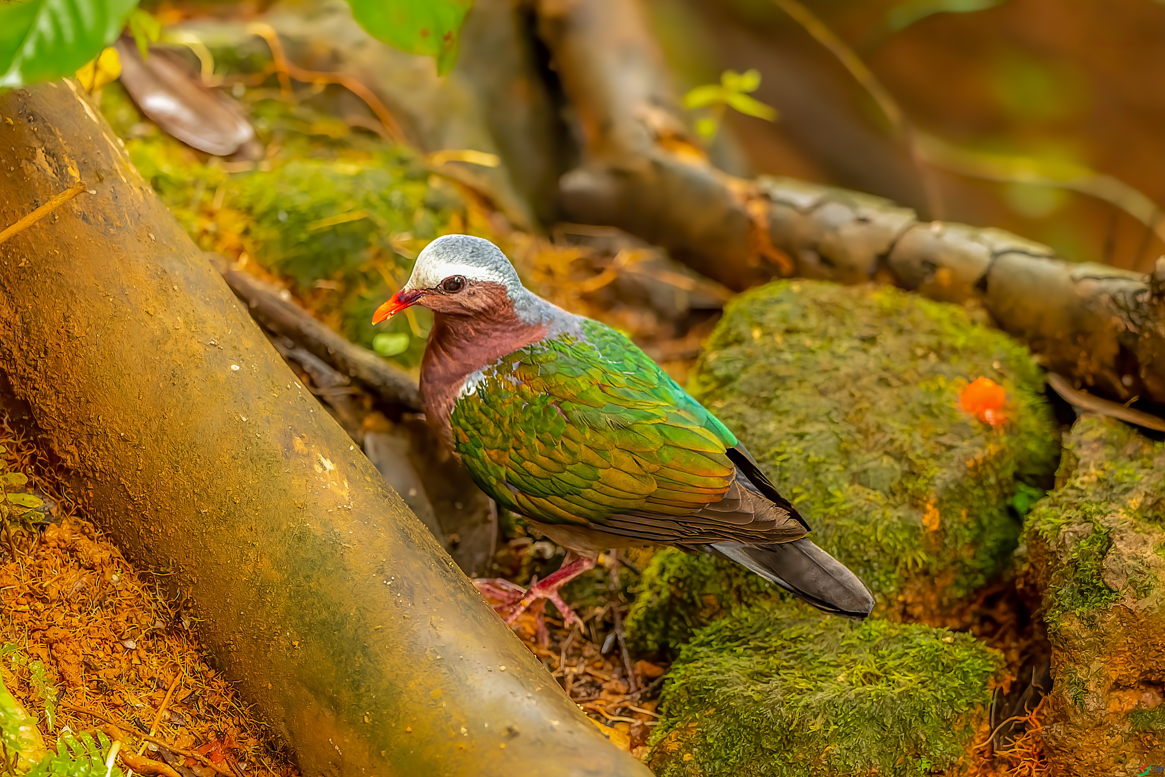 DSC_0666.jpg