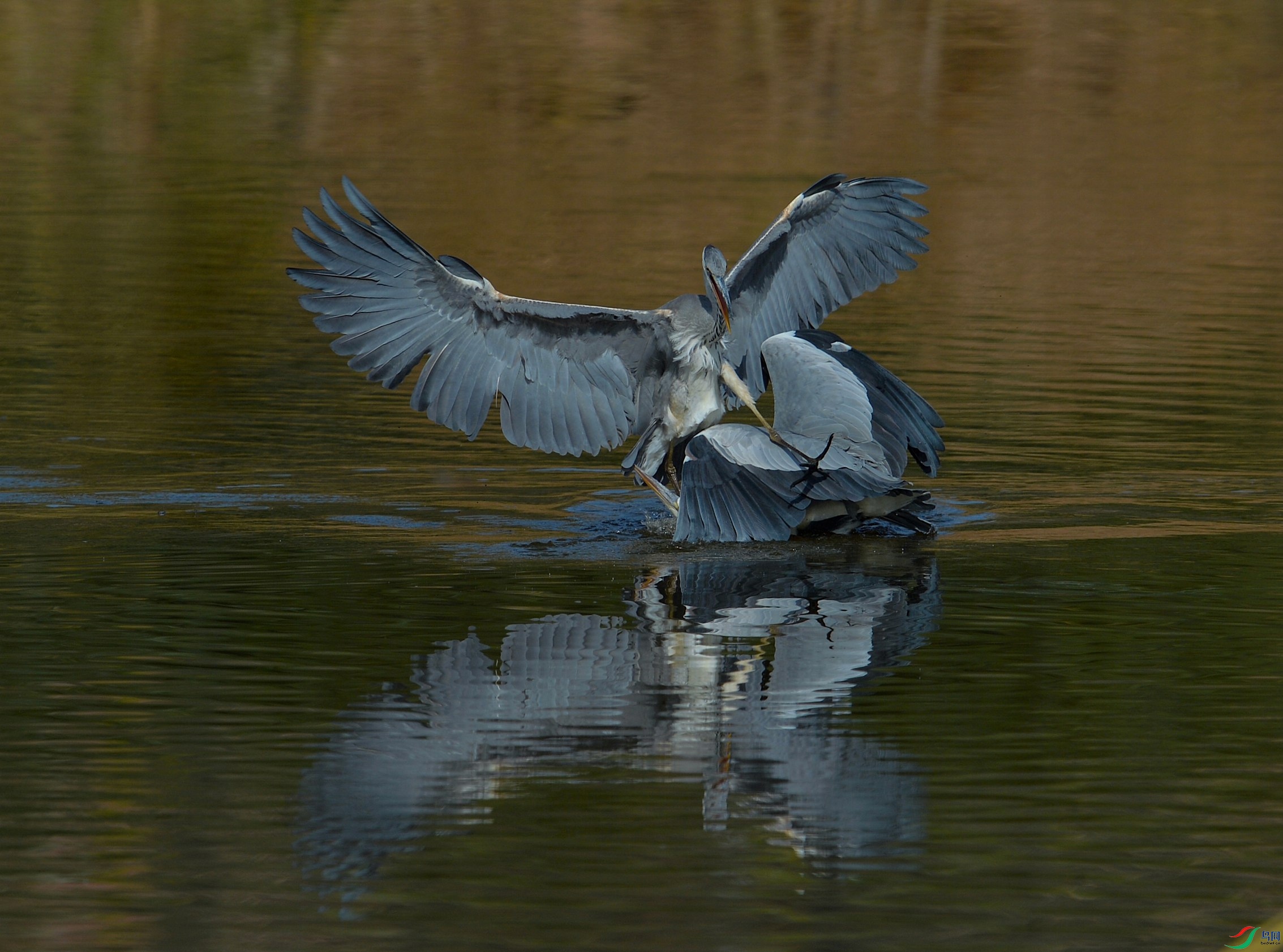 DSC_5702 - ����.JPG