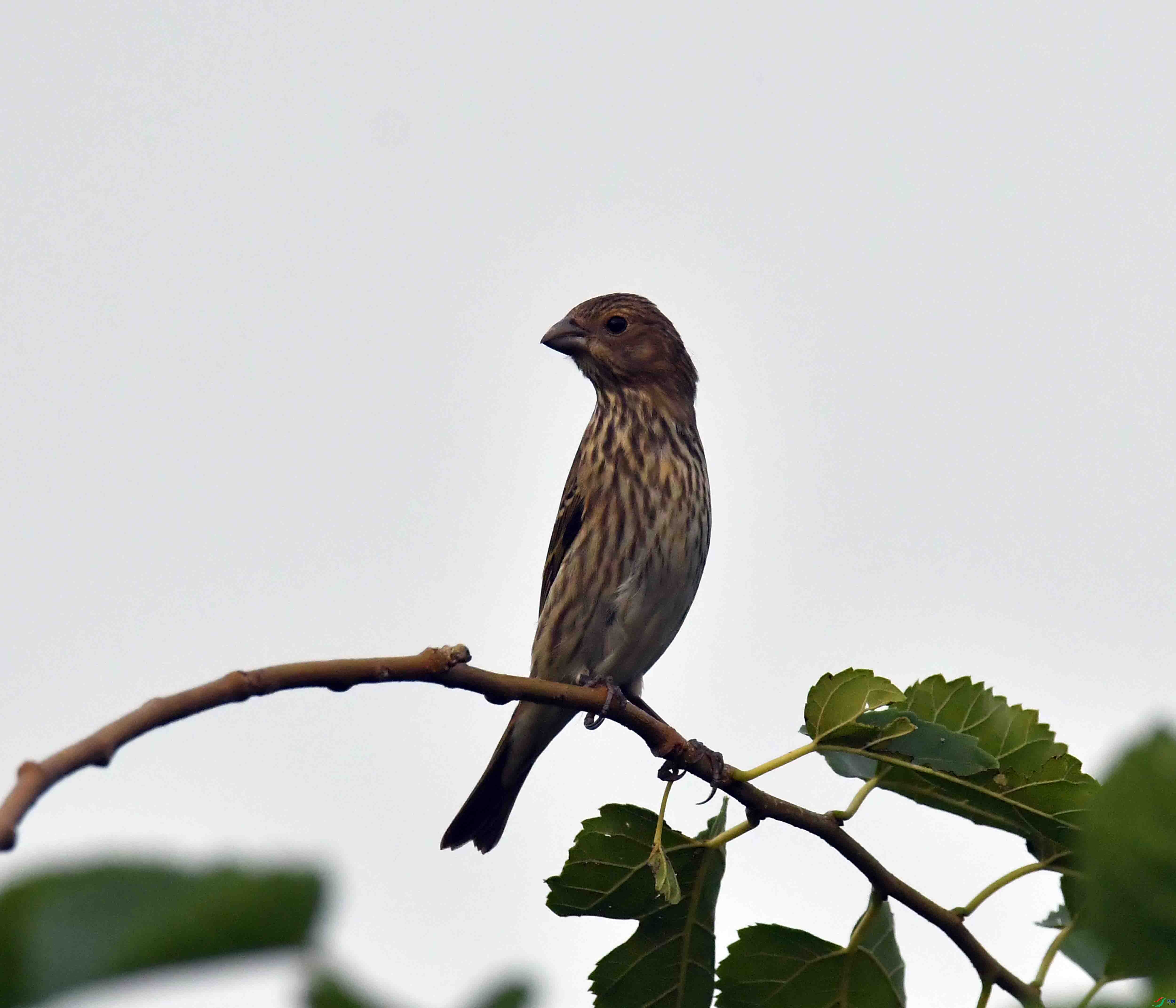 DSC_2737.JPG