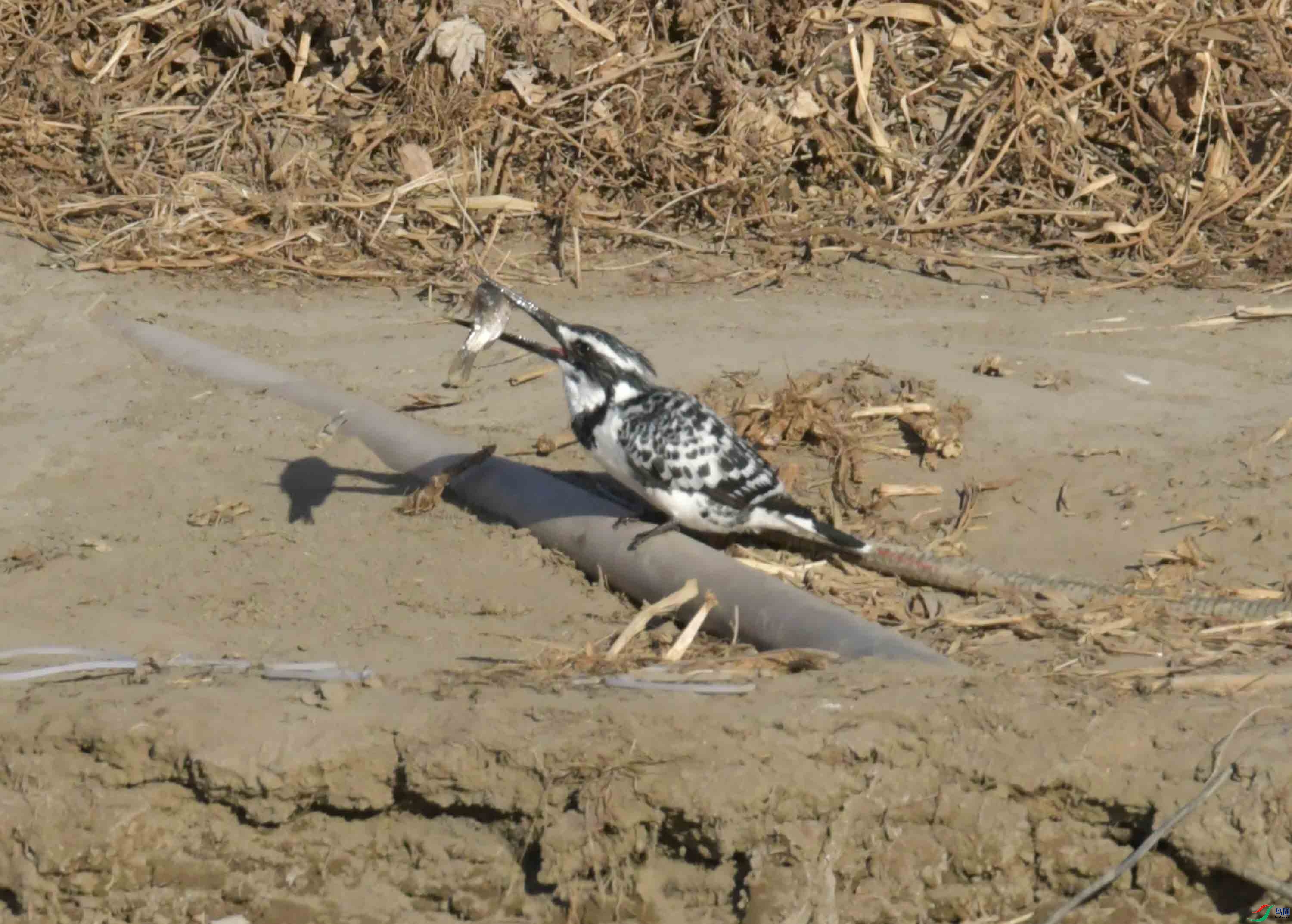 DSC_1067.JPG