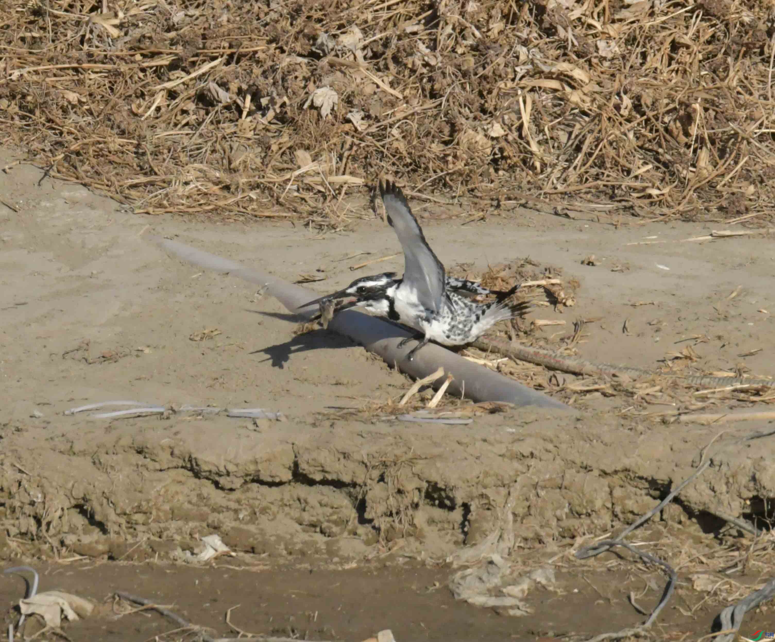 DSC_1075.JPG