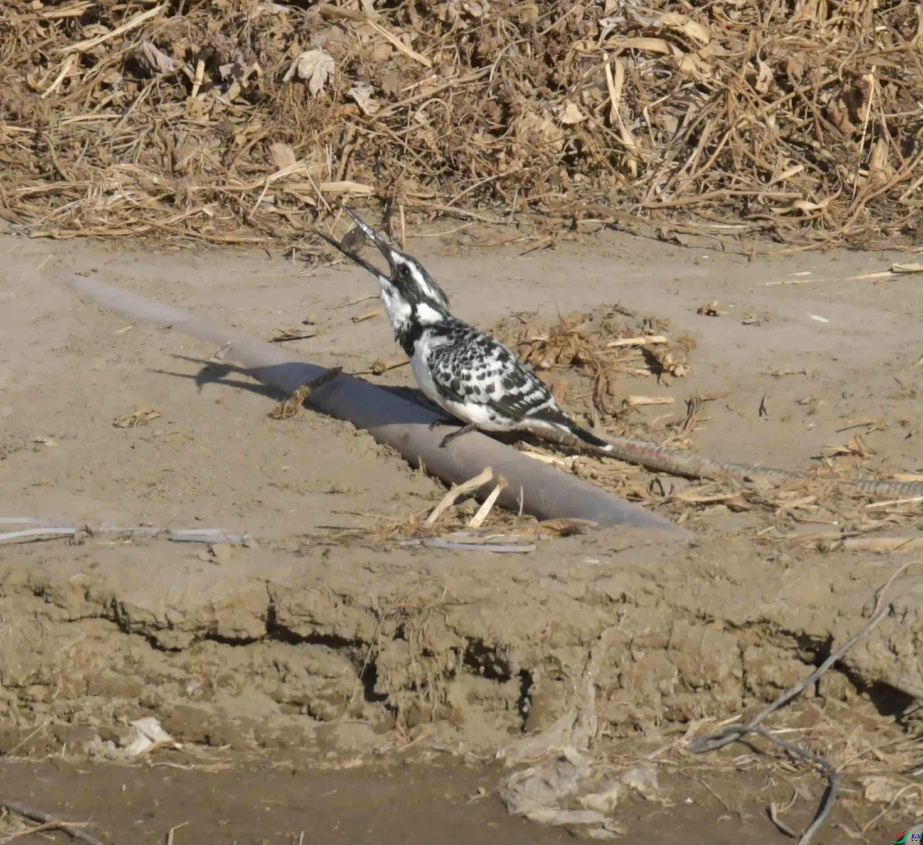 DSC_1073.JPG