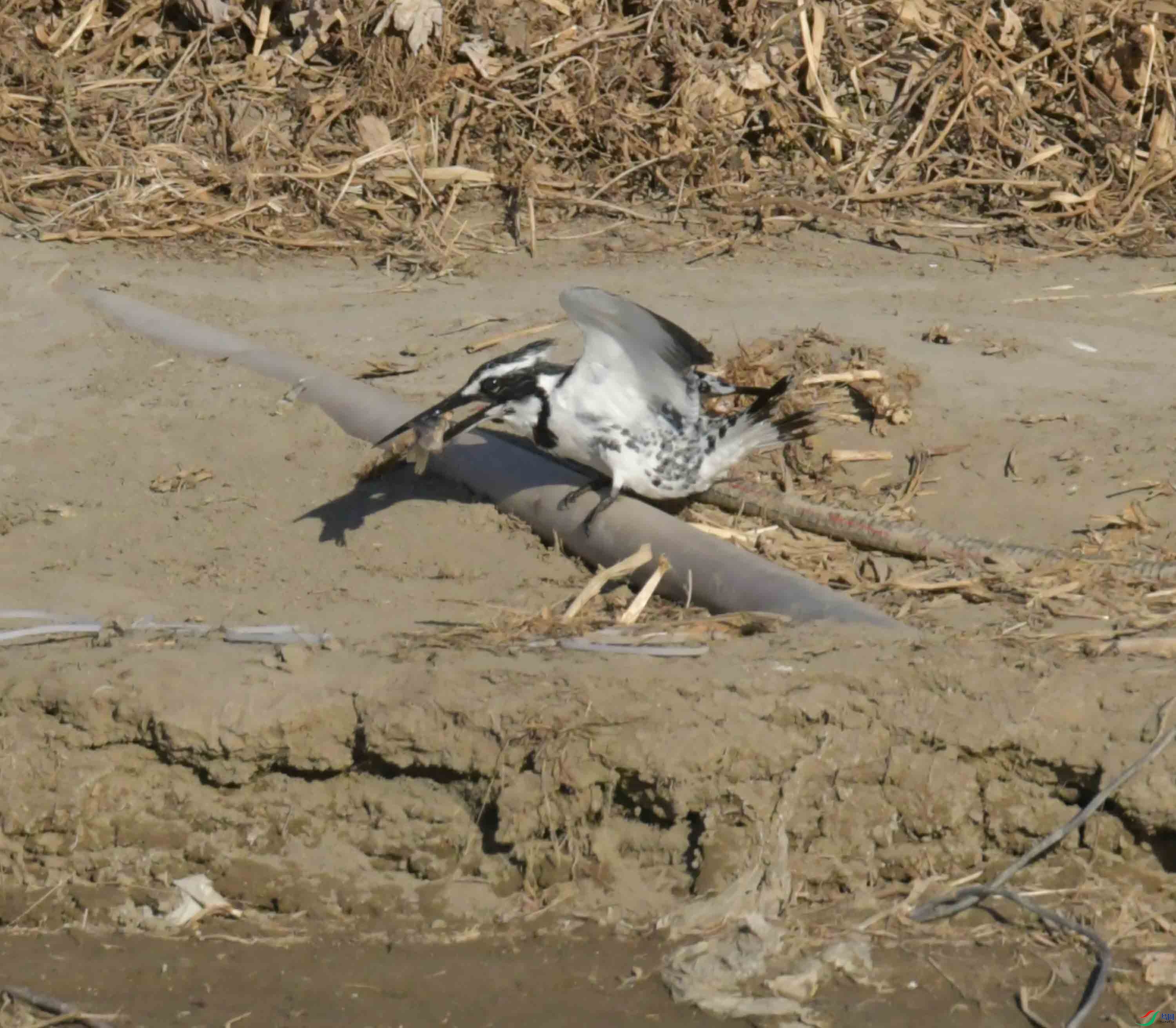 DSC_1076.JPG