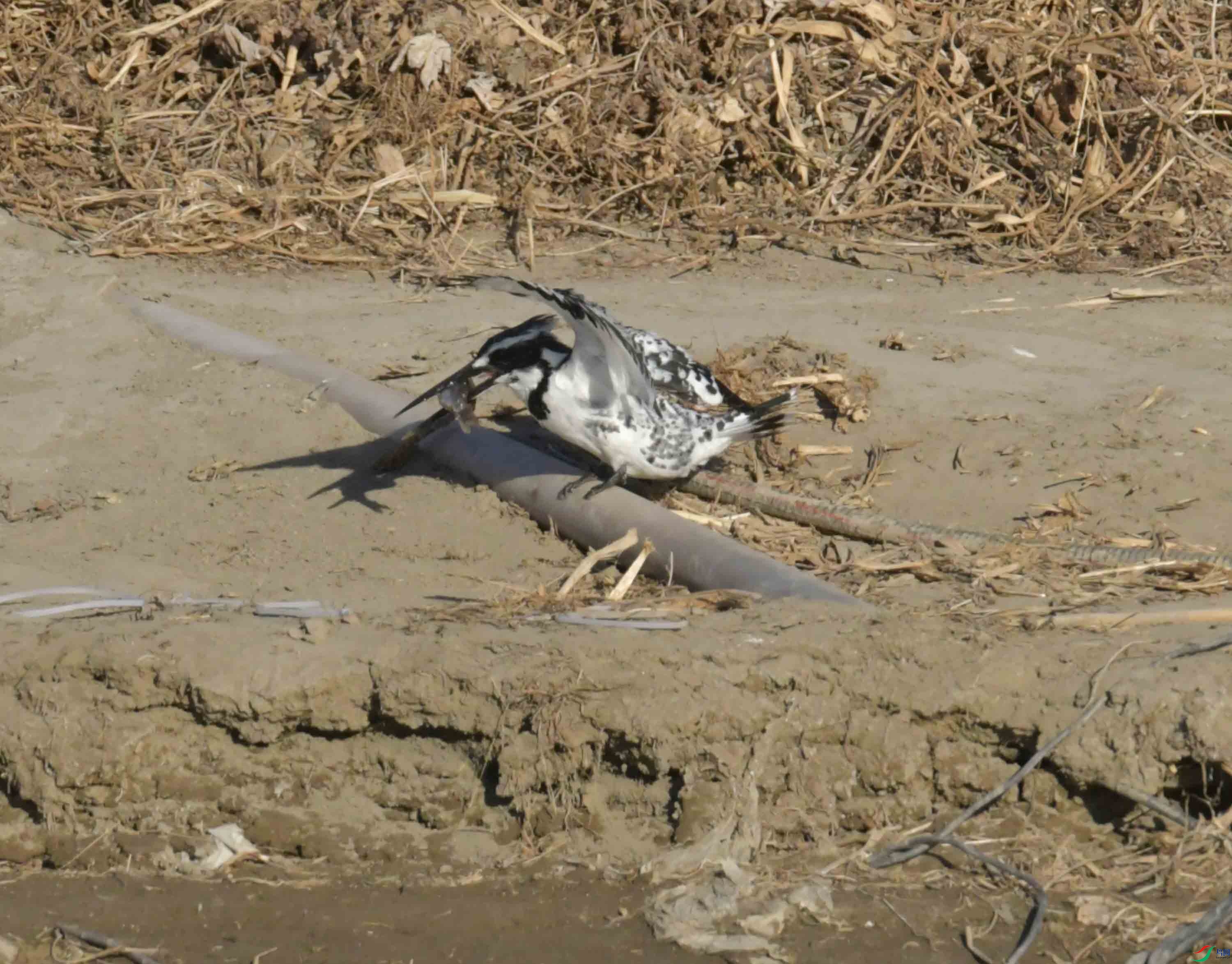 DSC_1085.JPG
