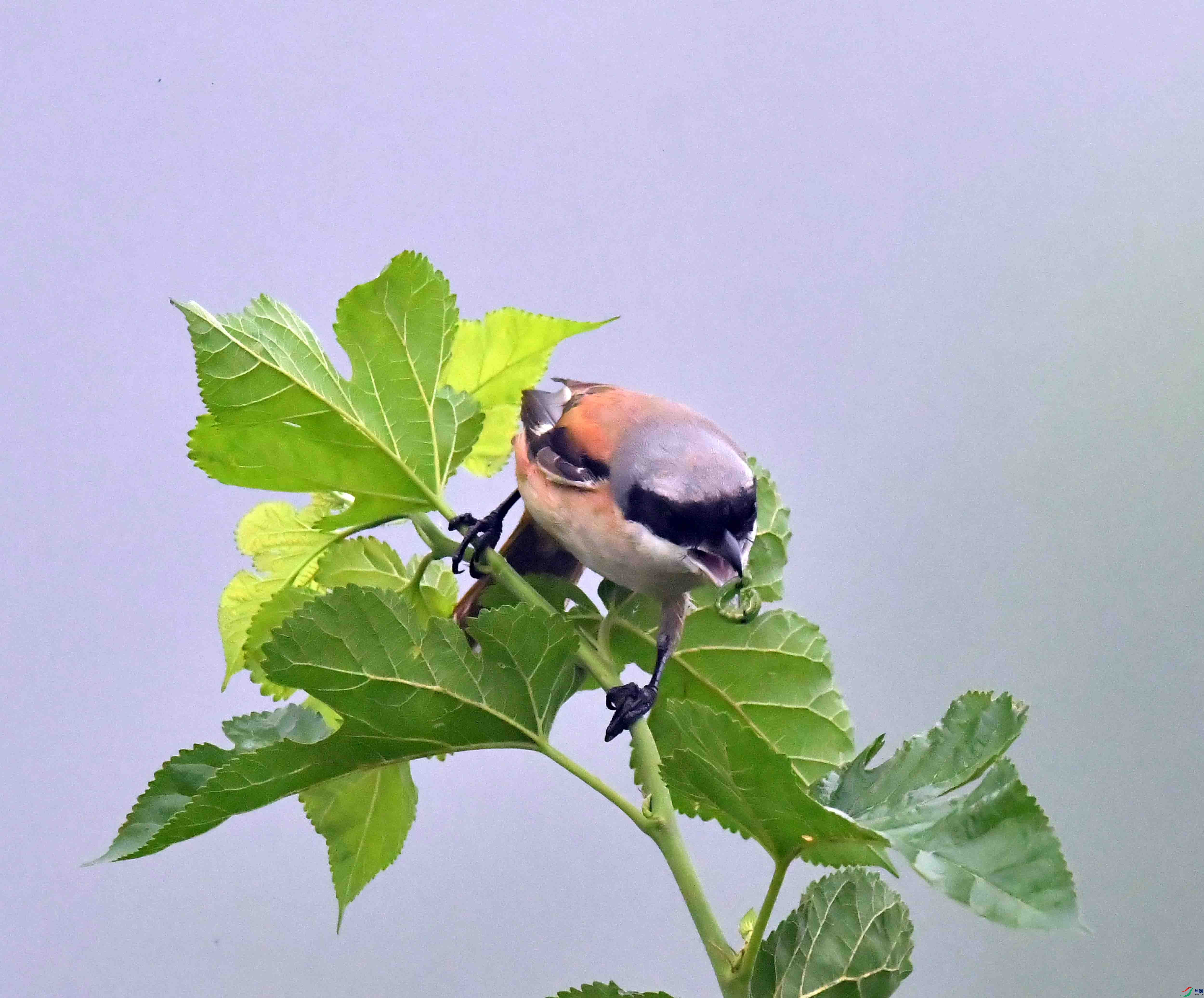 DSC_1854.JPG